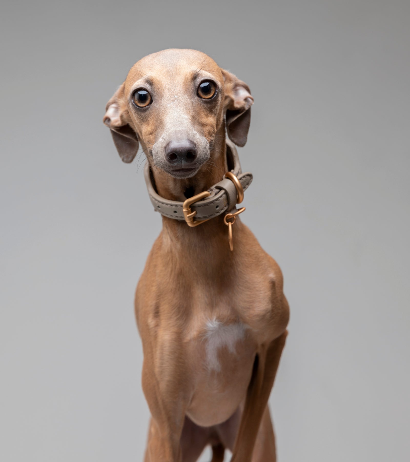Mario – Greyhound Collar