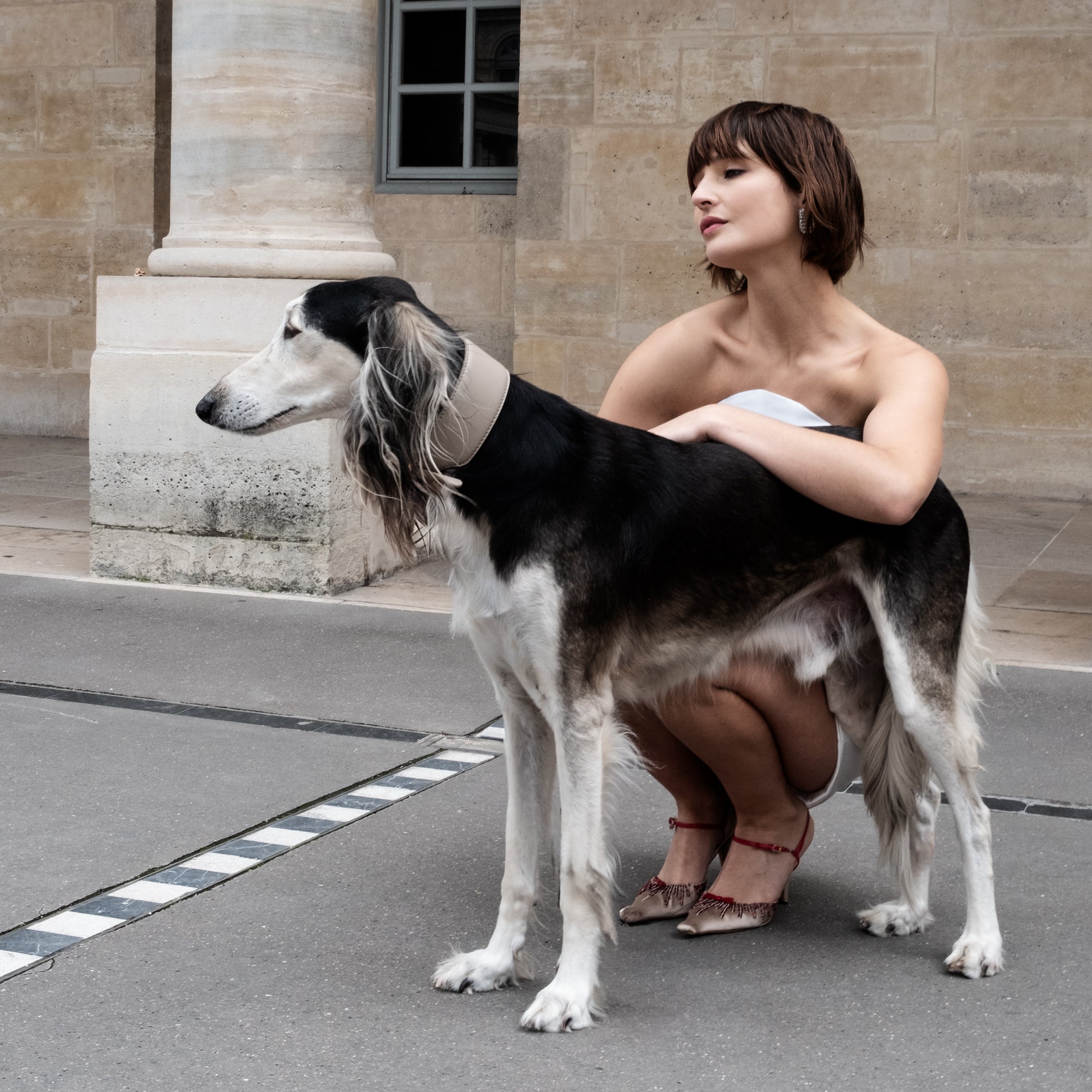 Mario – Collare per levriero