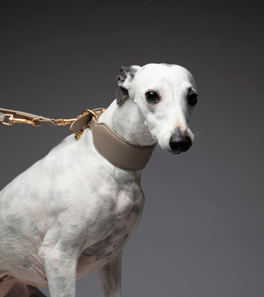 Mario – Collare per levriero