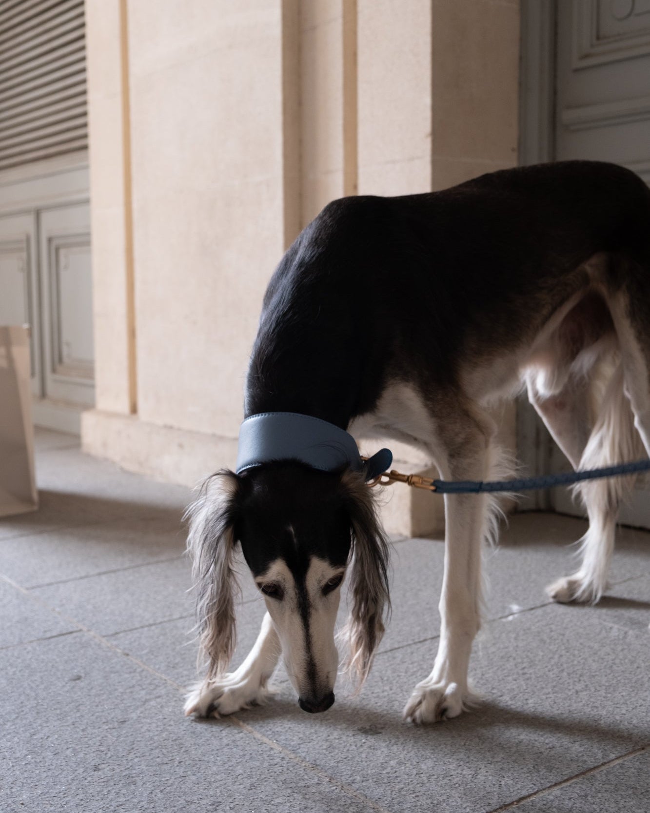 Mario – Greyhound Collar