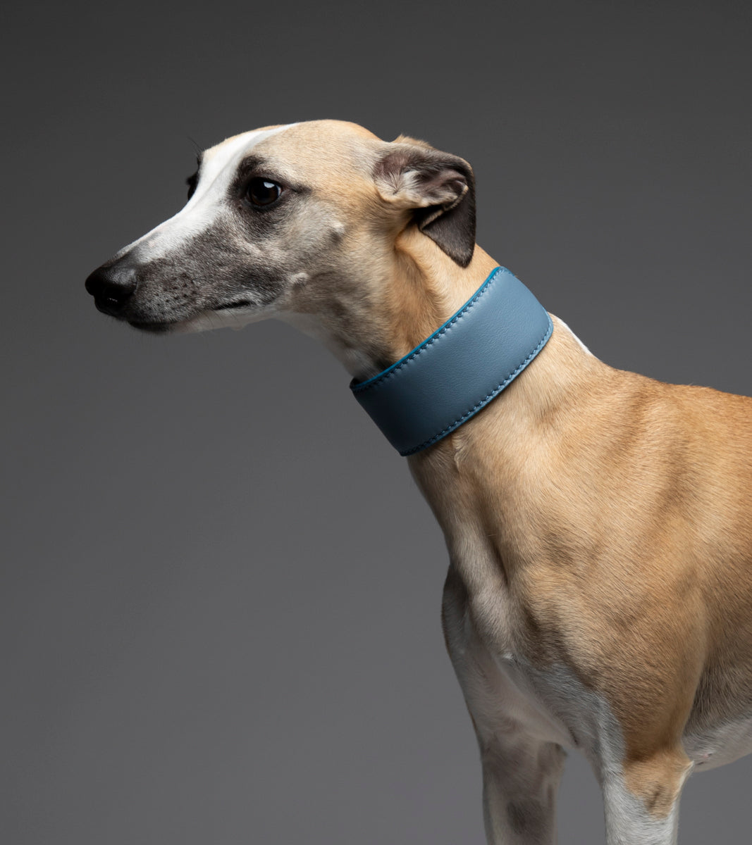 Mario – Collare per levriero