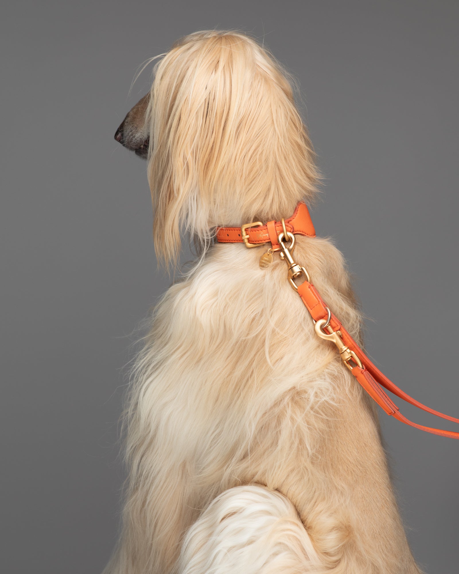 Mario – Collare per levriero