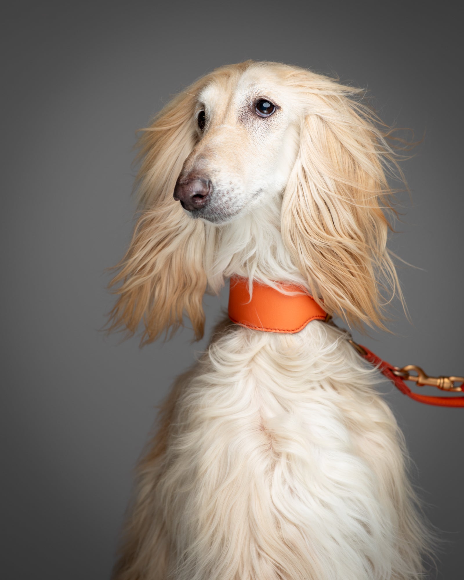 Mario – Greyhound Collar