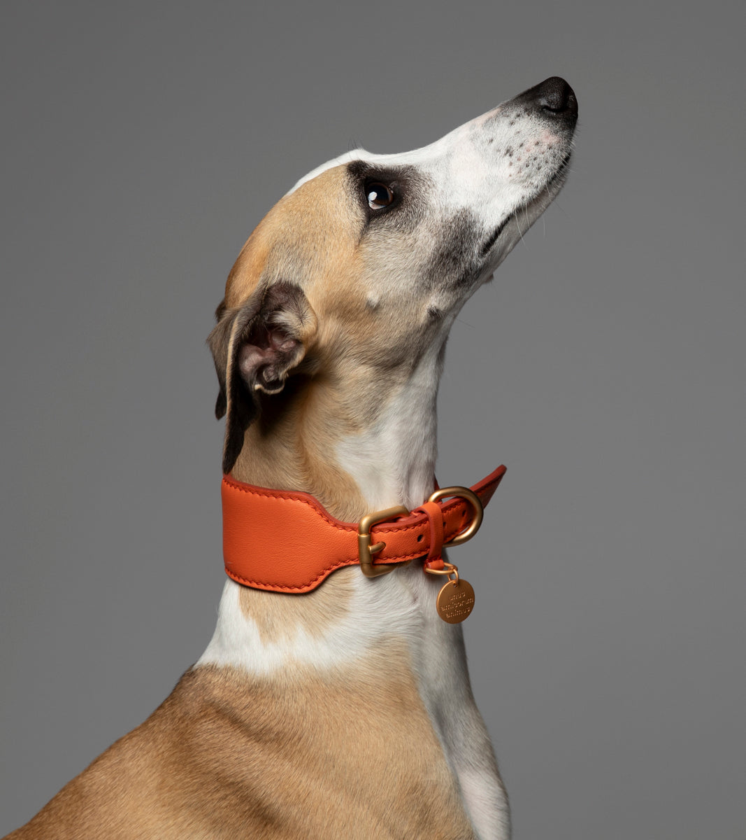 Mario – Collare per levriero