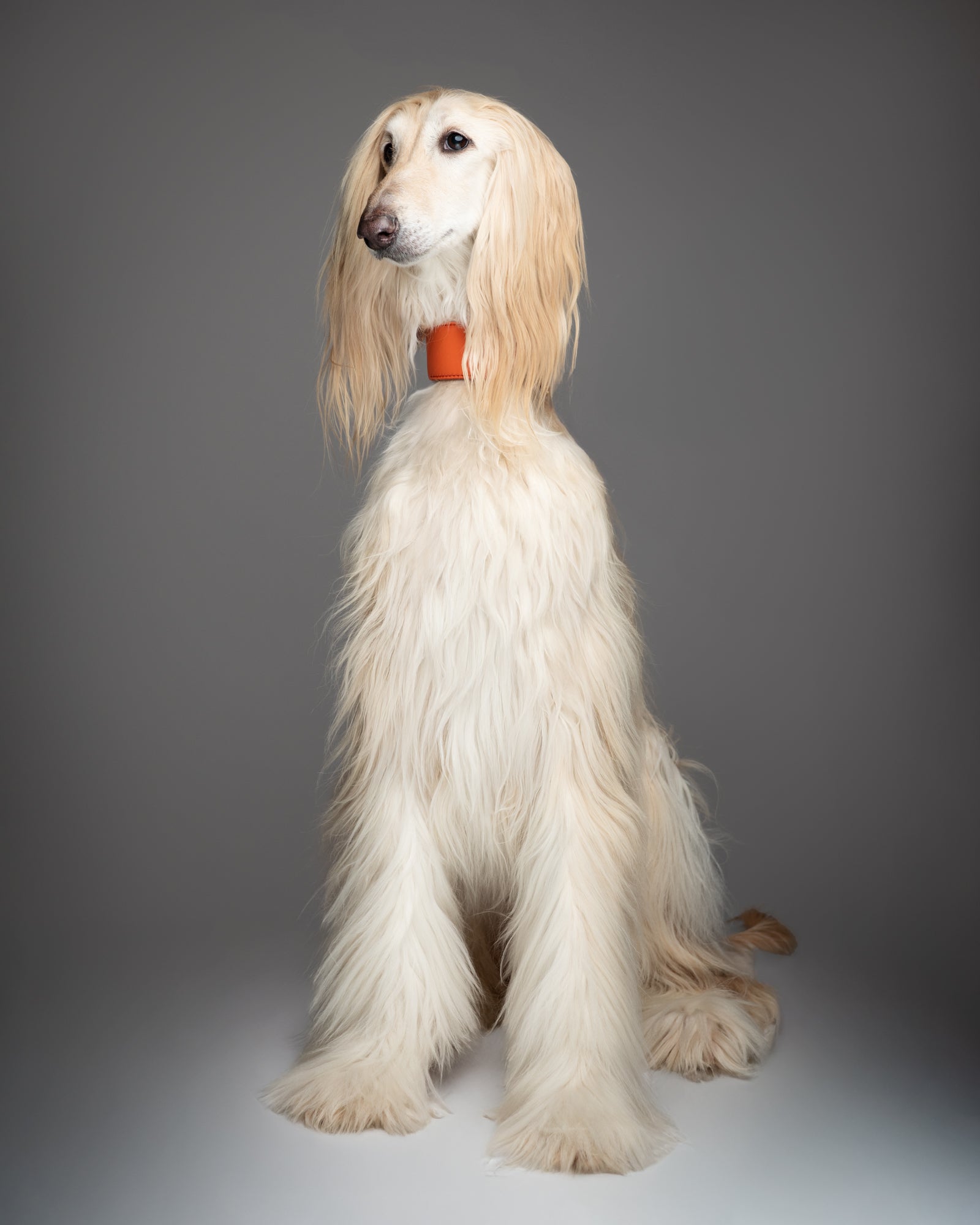 Mario – Greyhound Collar