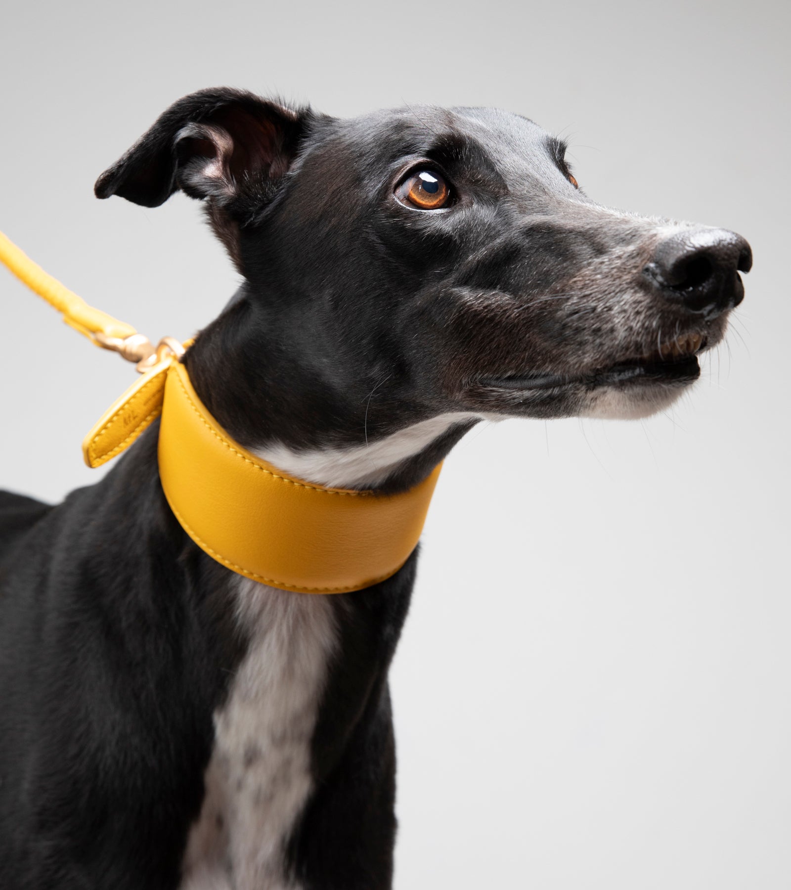 Mario – Collare per levriero