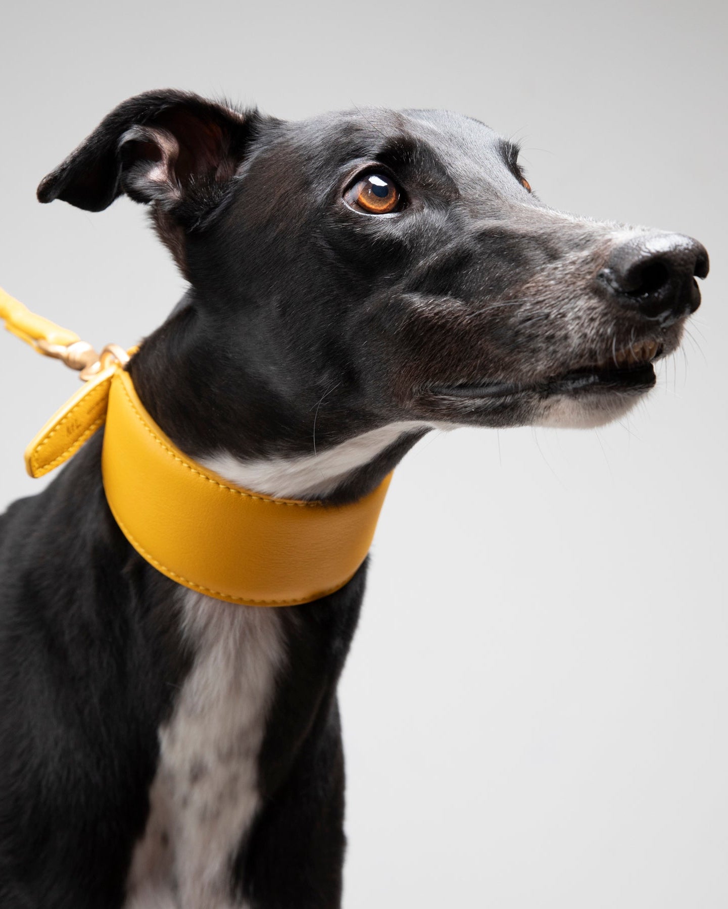 Mario – Greyhound Collar