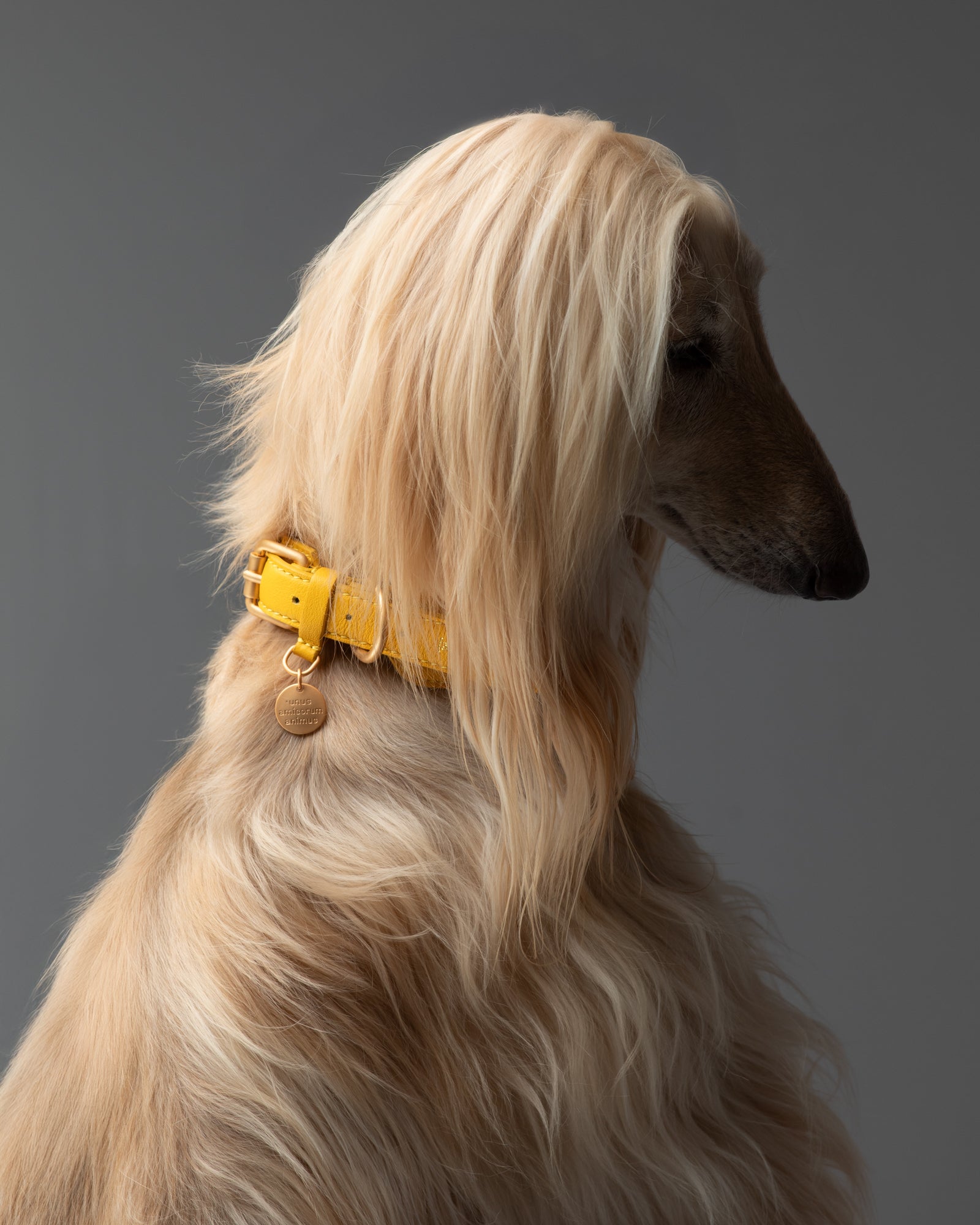 Mario – Greyhound Collar