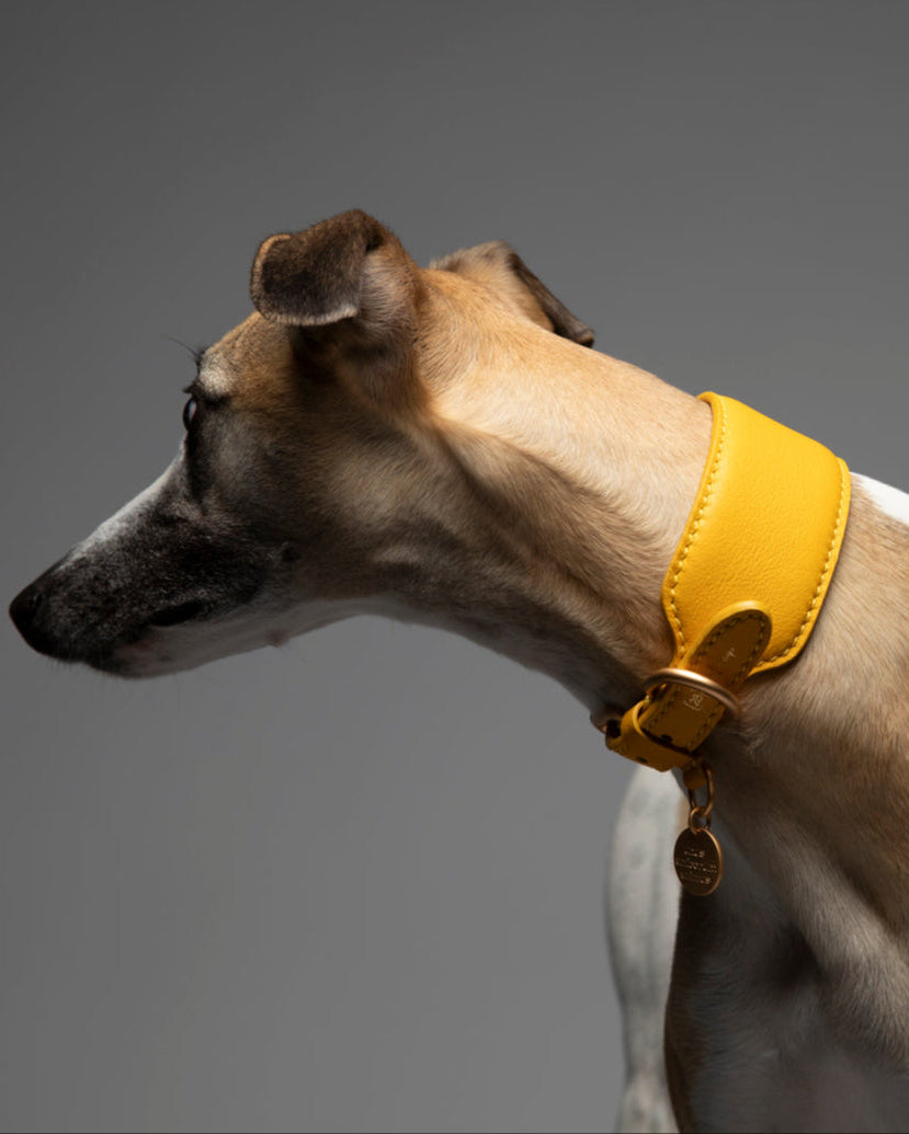 Mario – Greyhound Collar