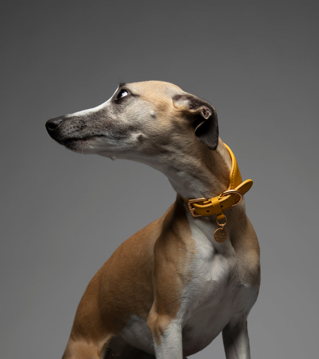 Mario – Collare per levriero