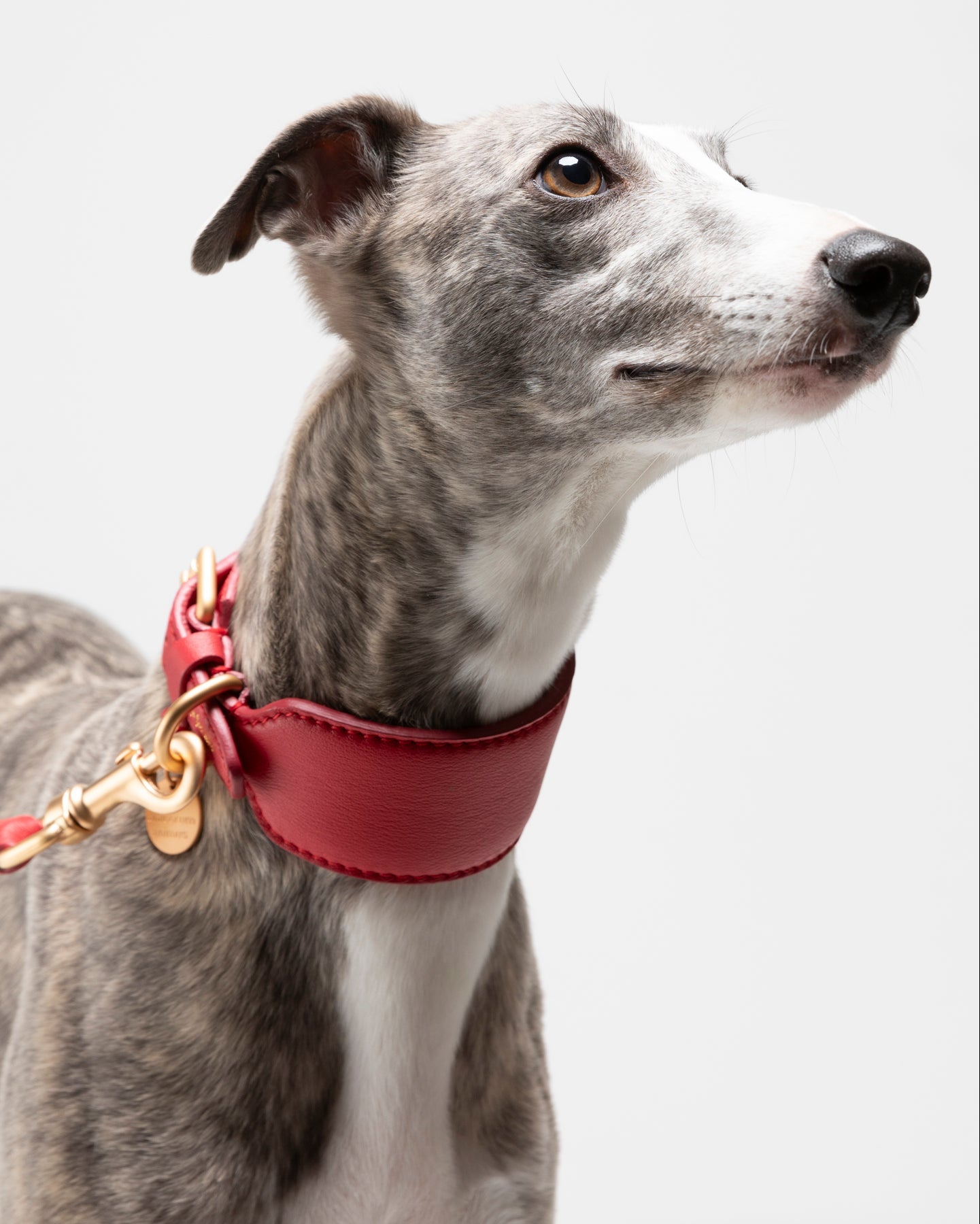 Mario – Greyhound Collar