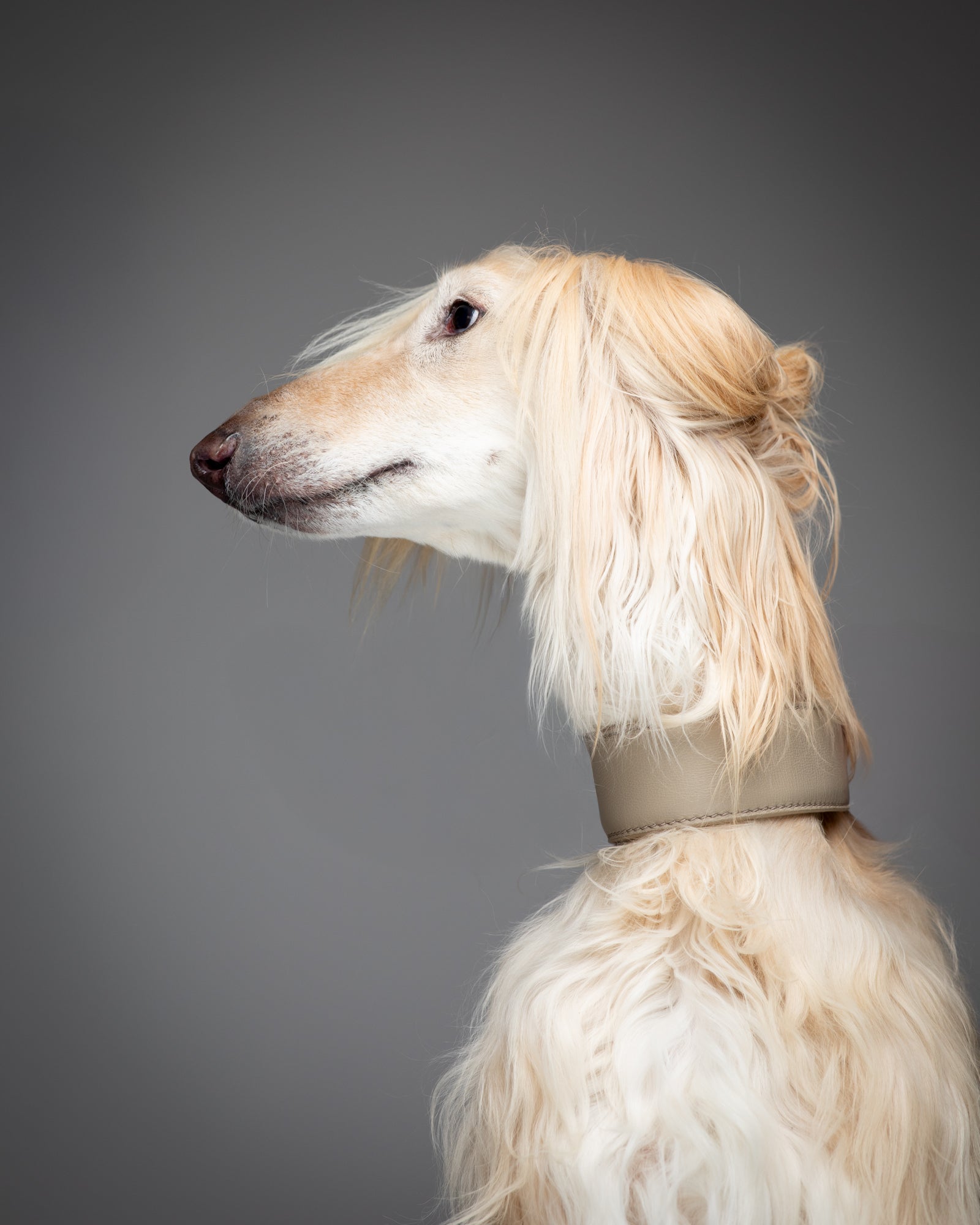 Mario – Greyhound Collar