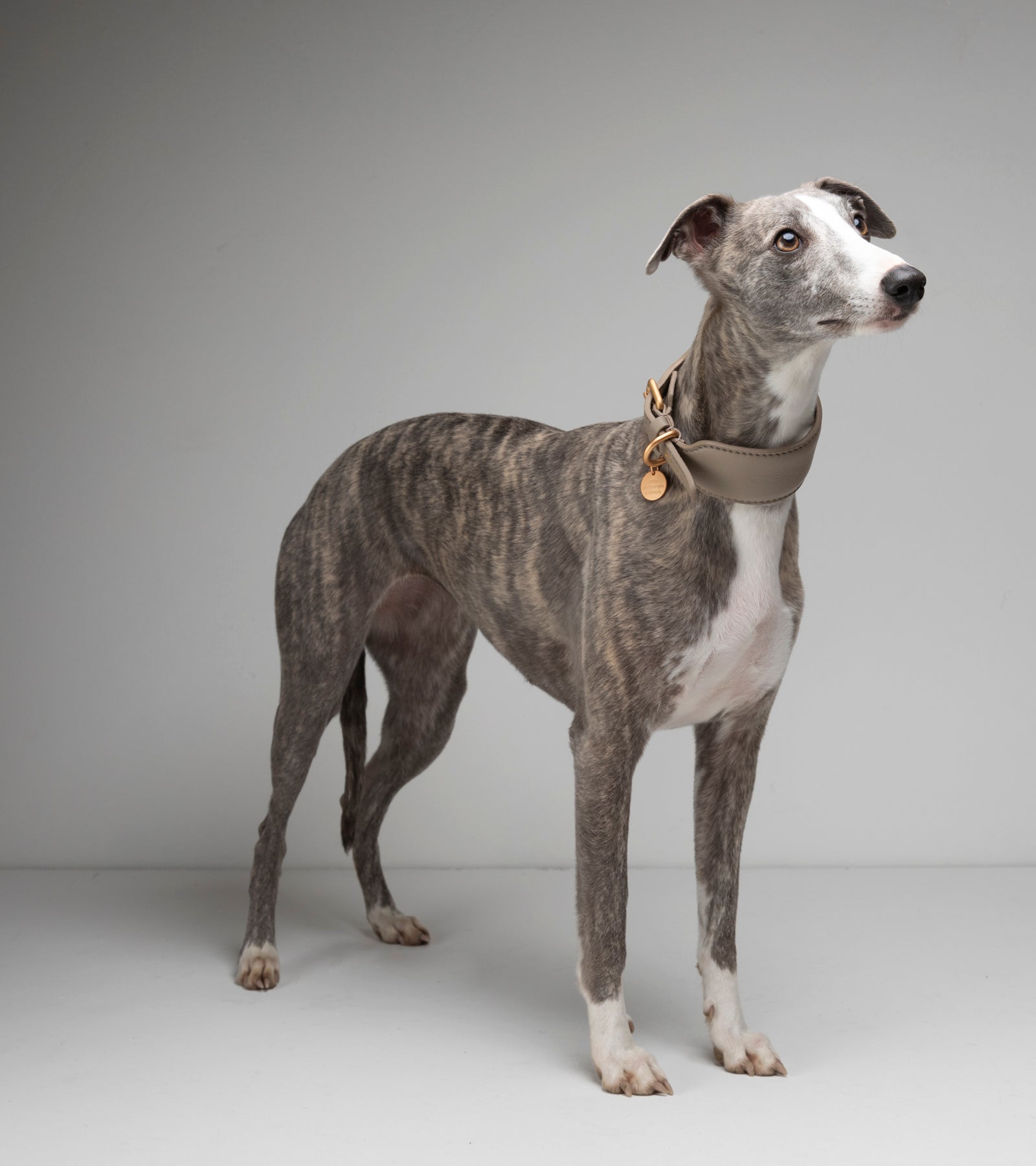 Mario – Collare per levriero