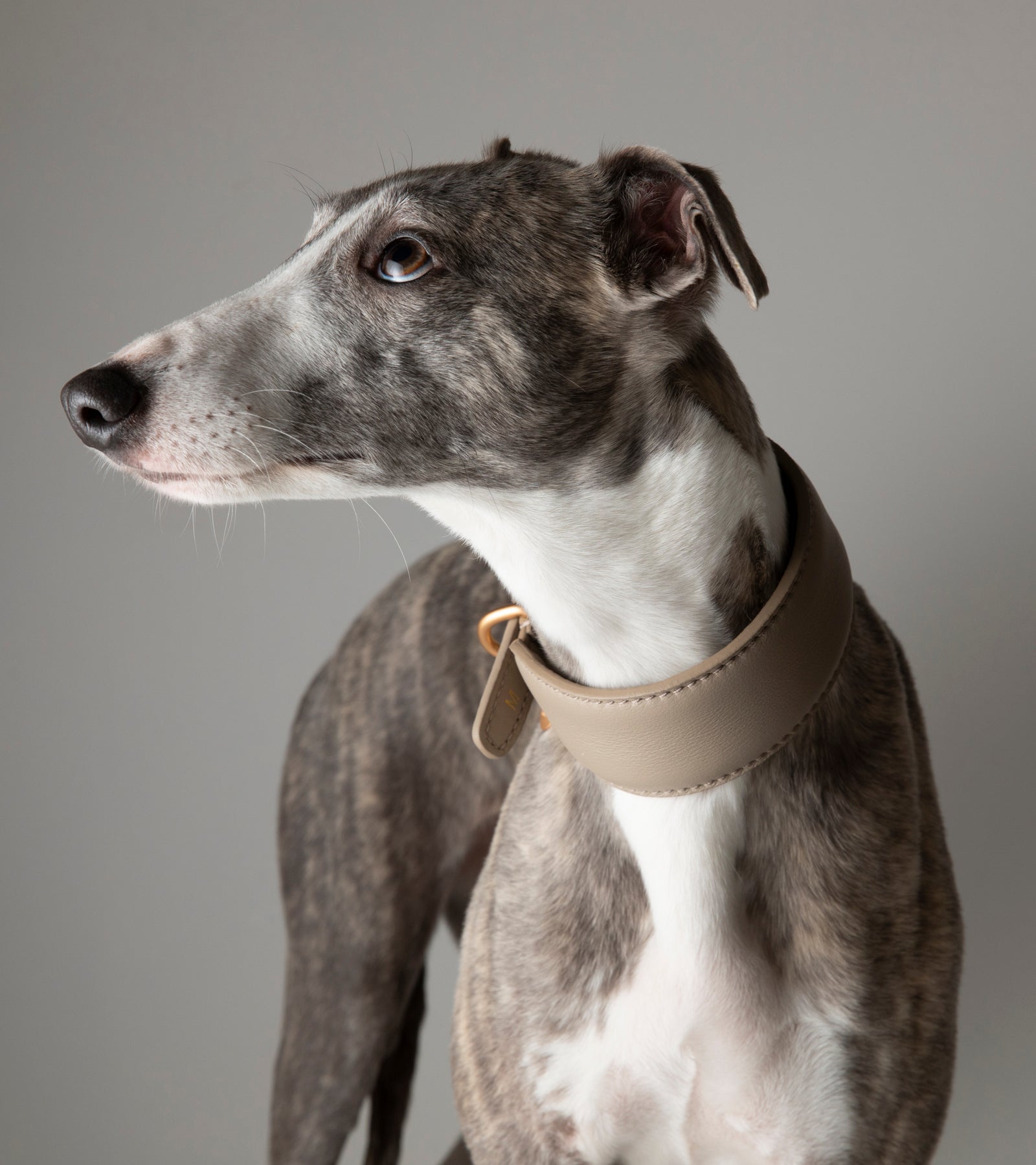 Mario – Collare per levriero