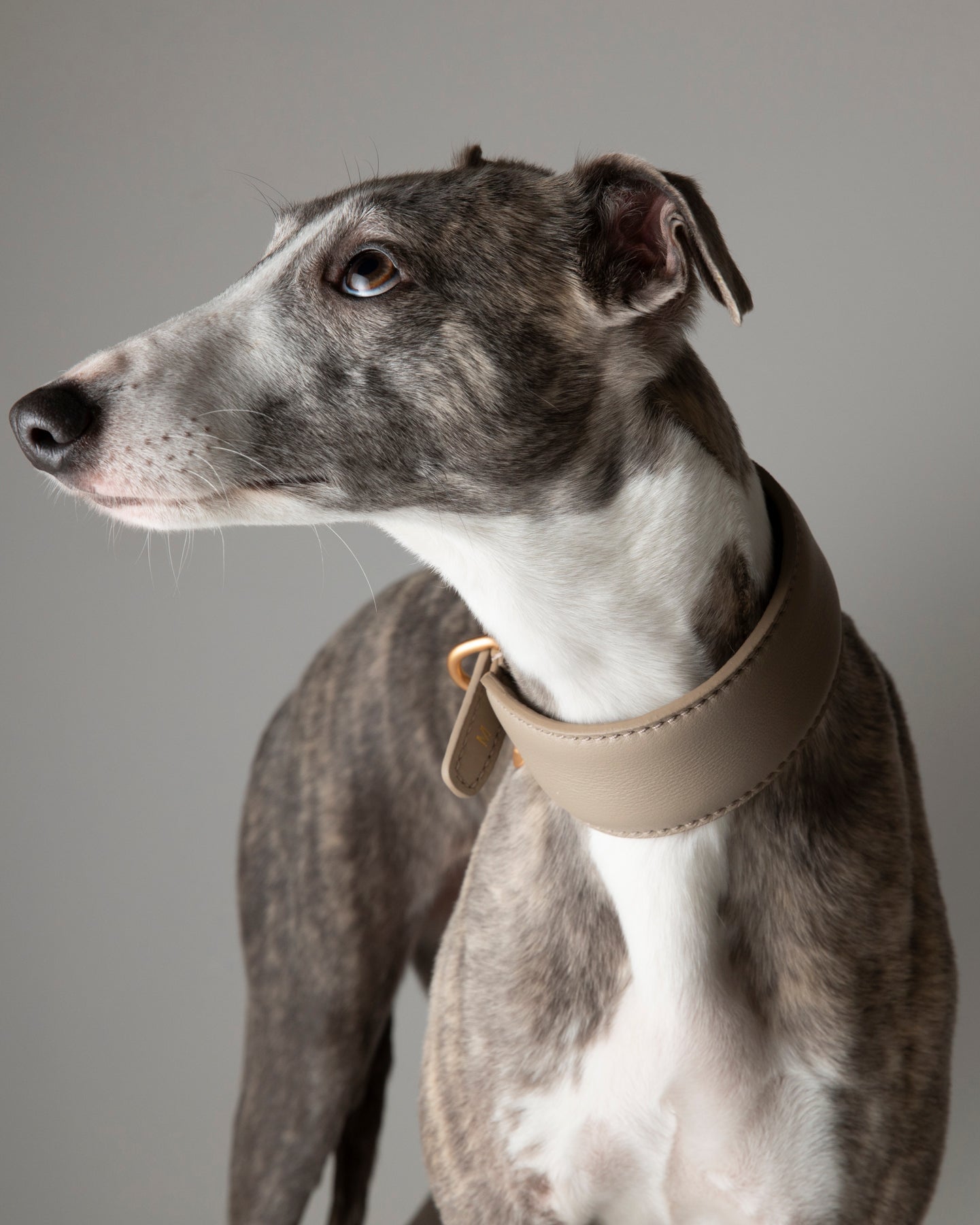 Mario – Greyhound Collar