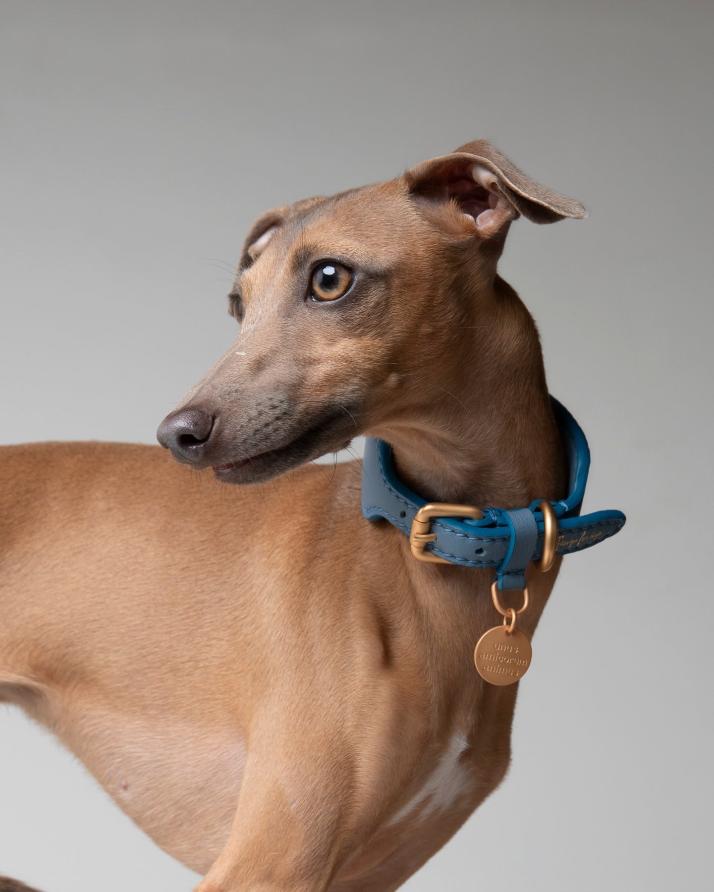 Mario – Greyhound Collar