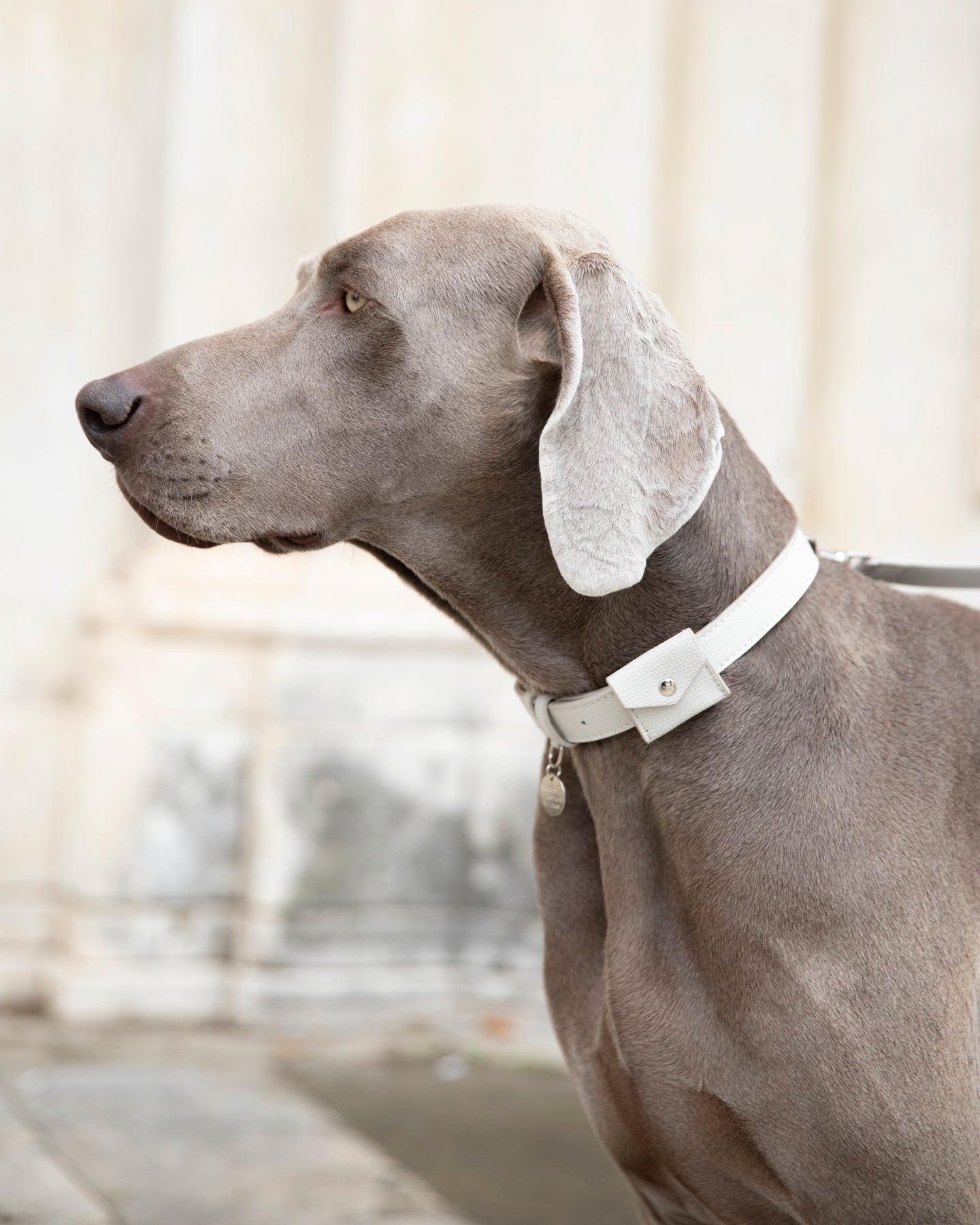 René - Collare in pelle stampata