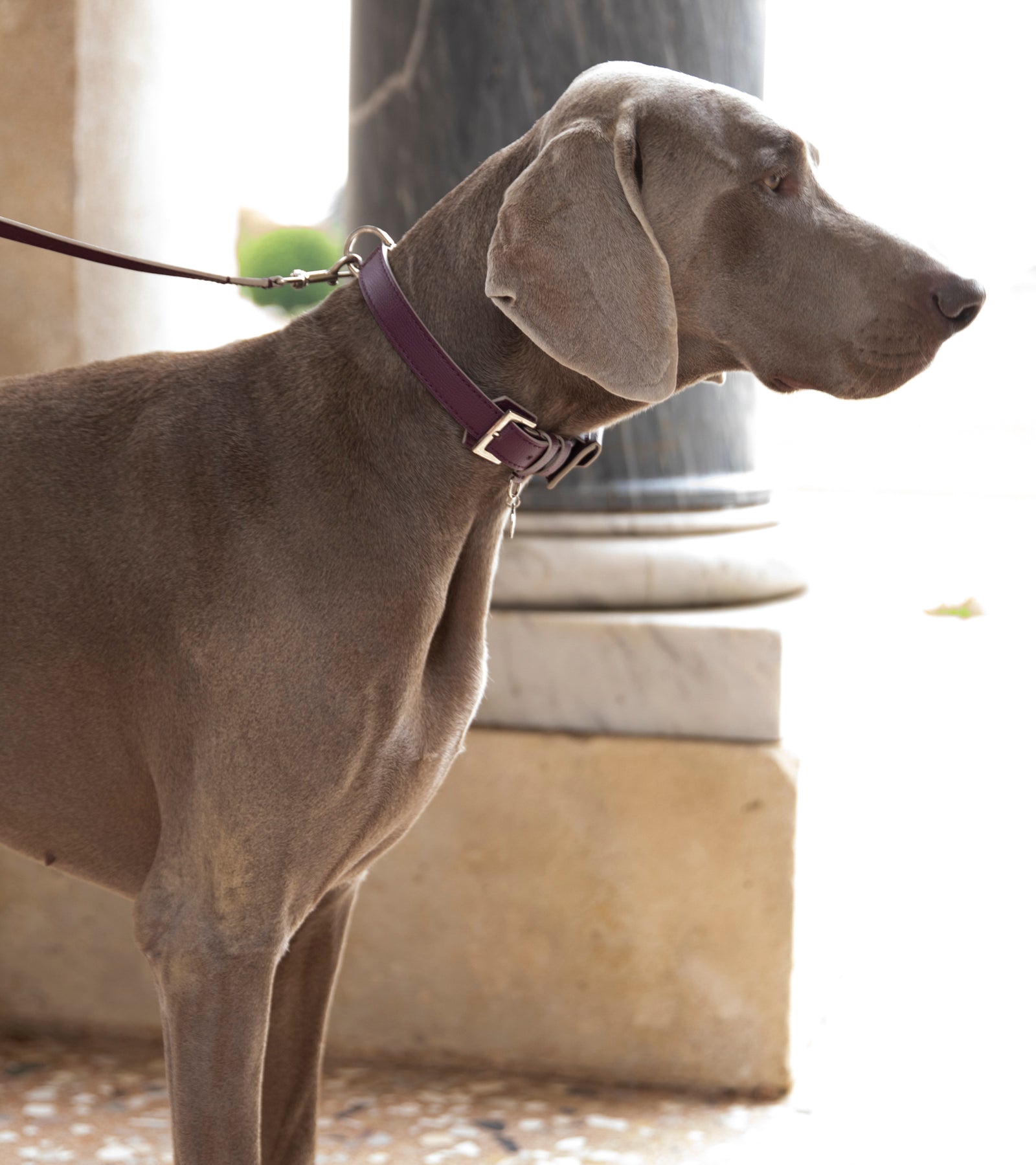 René - Collare in pelle stampata