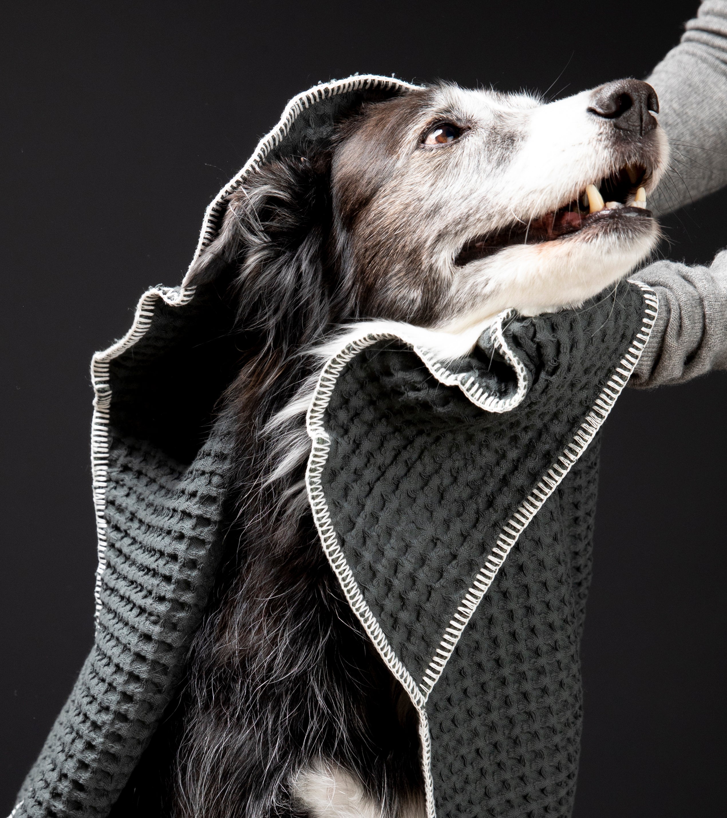 Sally Cotton Dog Towel