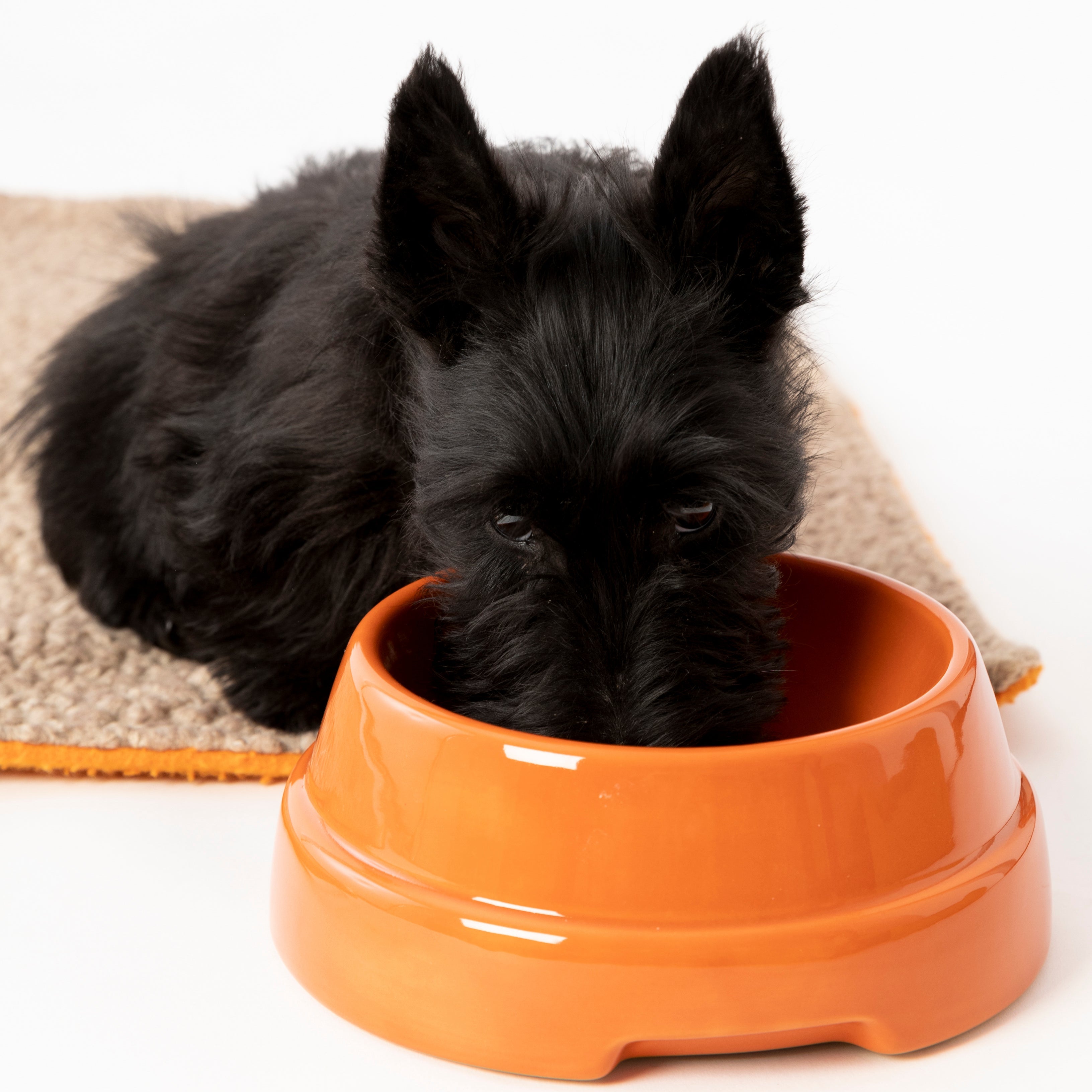Sebastiao Ceramic Dog Bowl