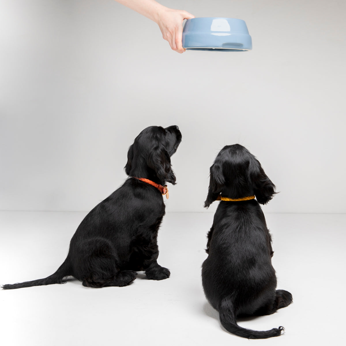 Sebastiao Ceramic Dog Bowl