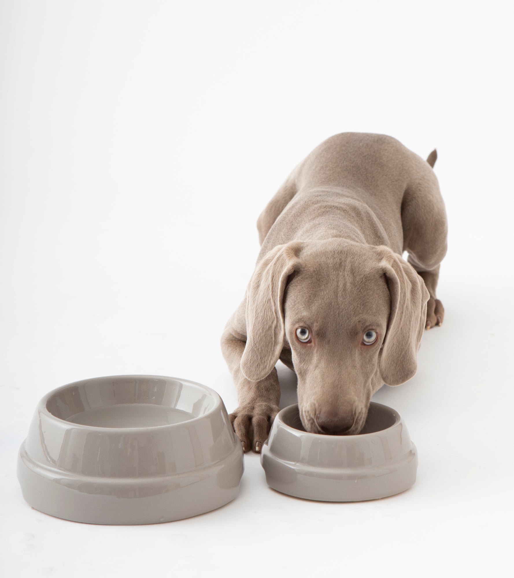 Sebastiao Ceramic Dog Bowl