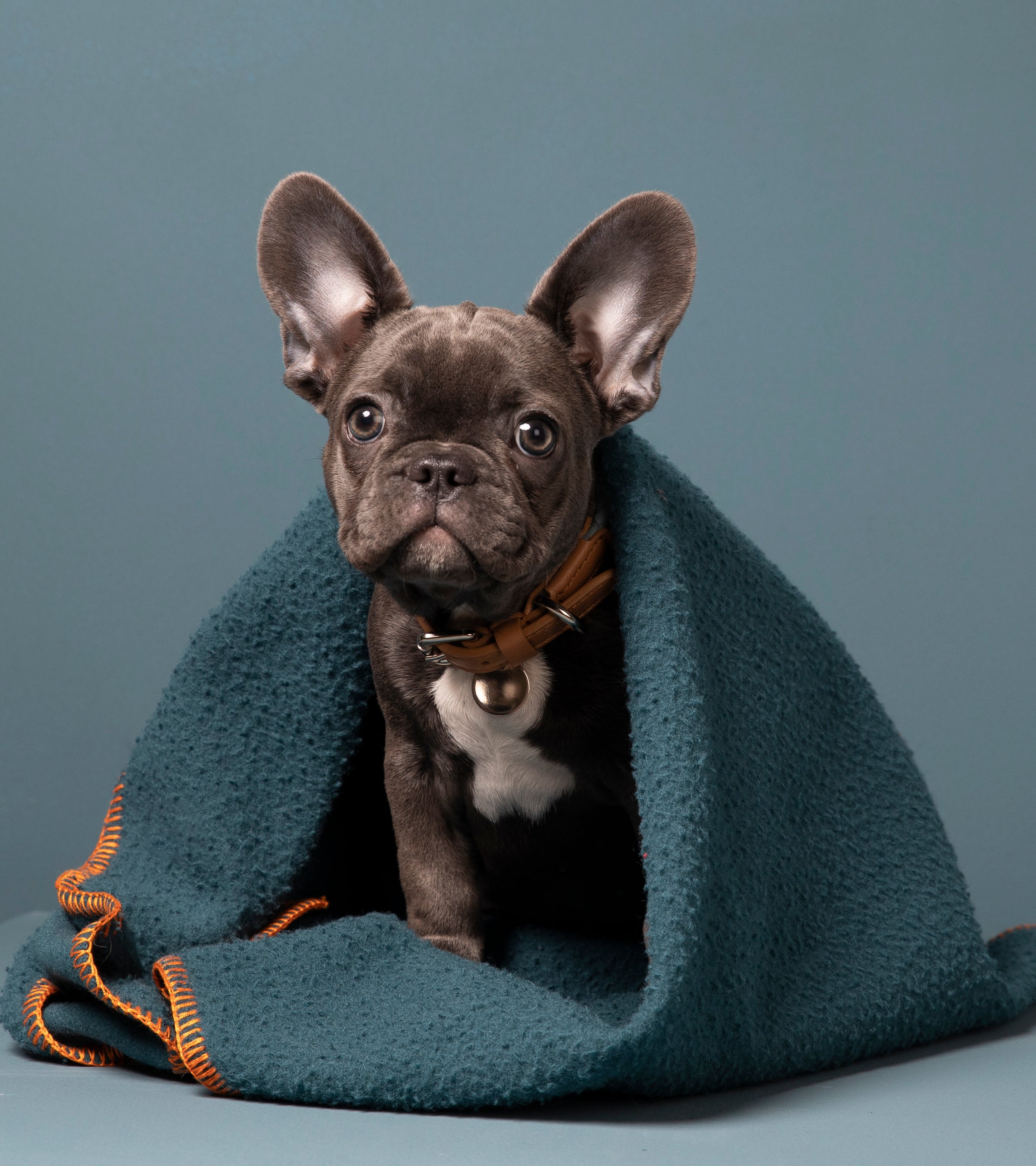 Ansel - Casentino Wool Blanket