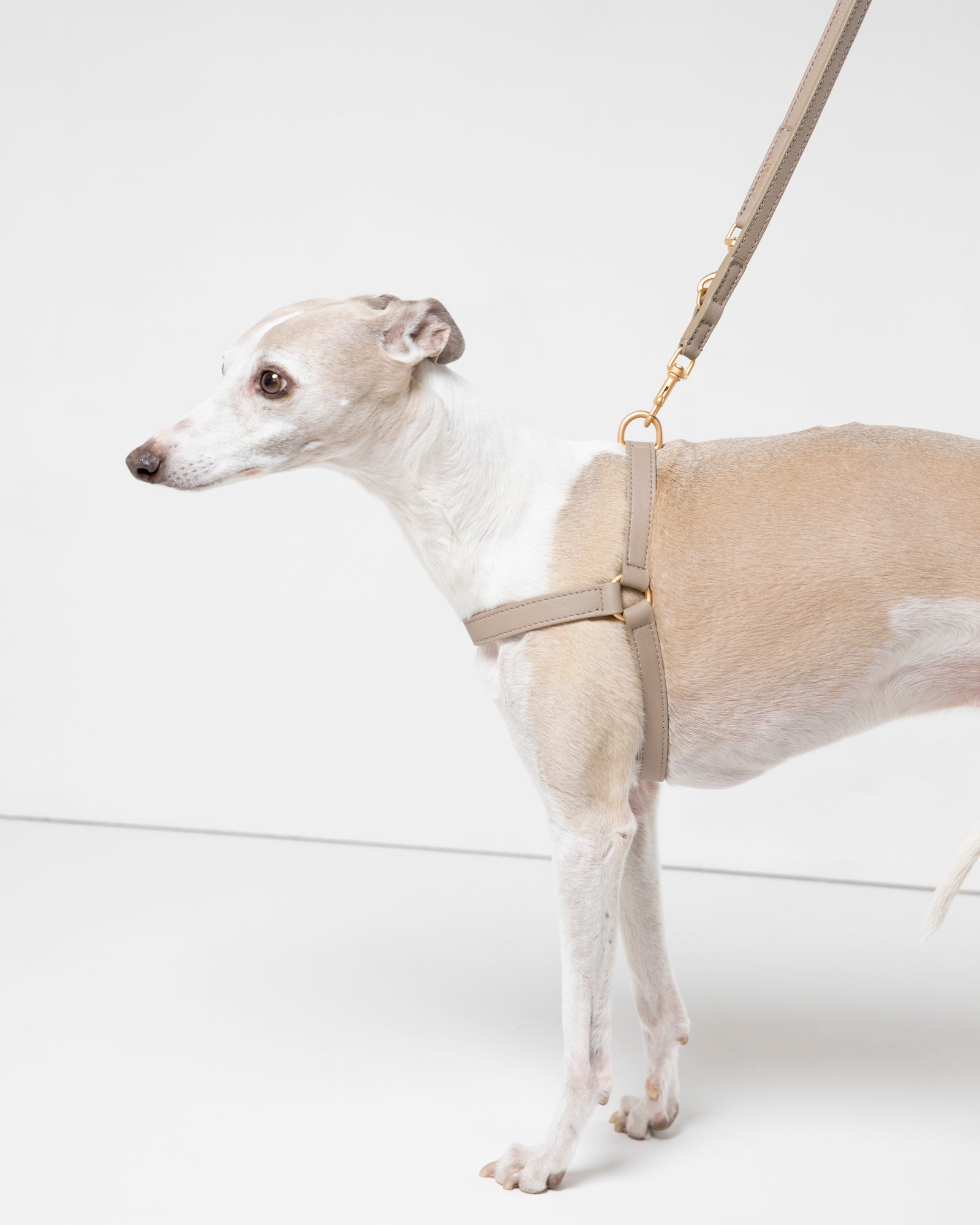 Mario – Step-In Hundegeschirr aus Leder