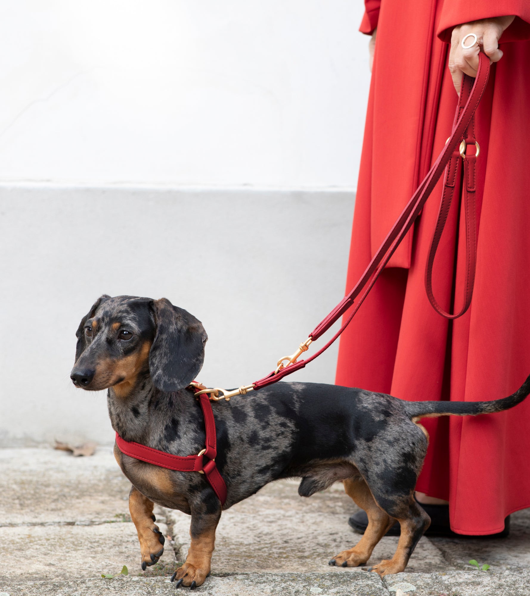 Mario – Step-In Hundegeschirr aus Leder