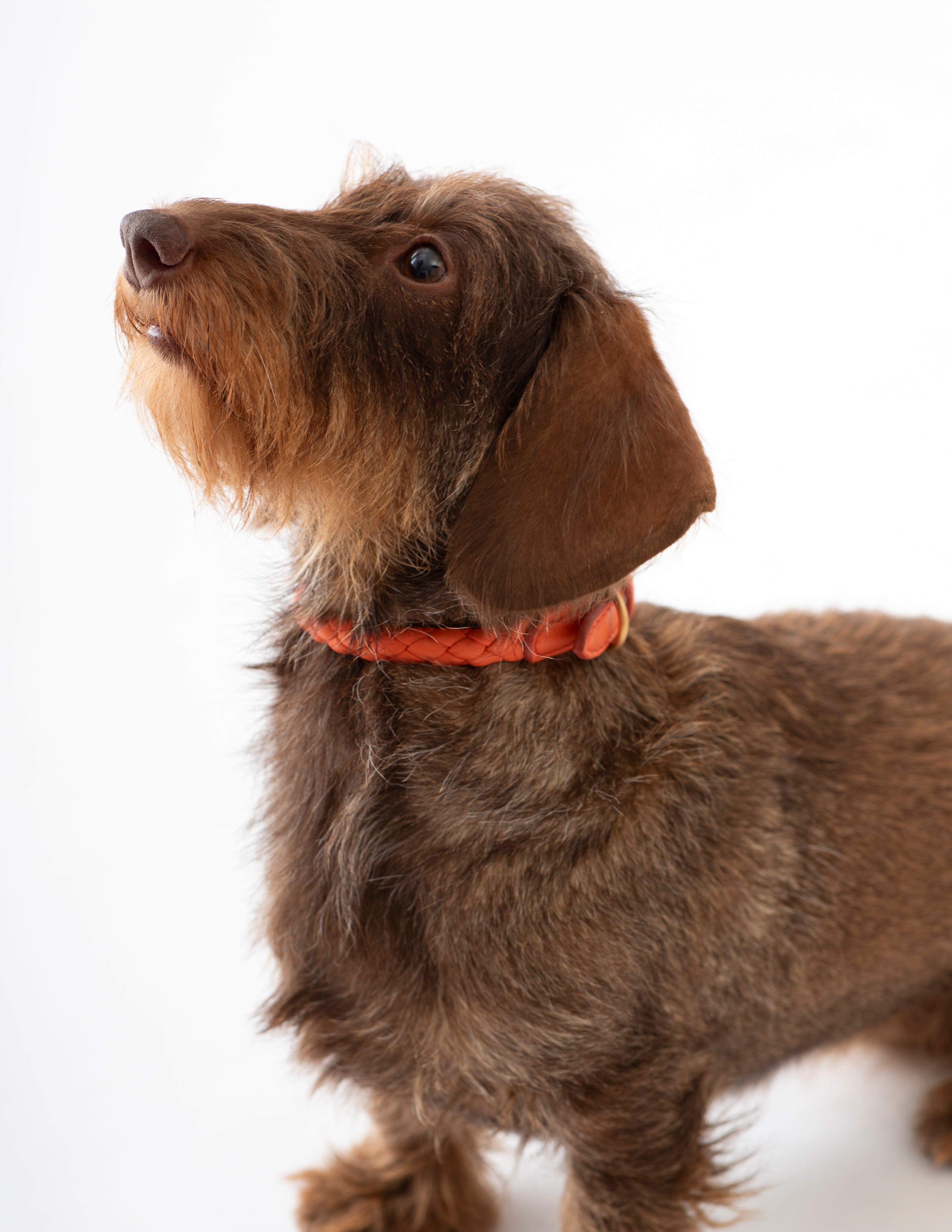 Ferdinando - Braided Leather Collar