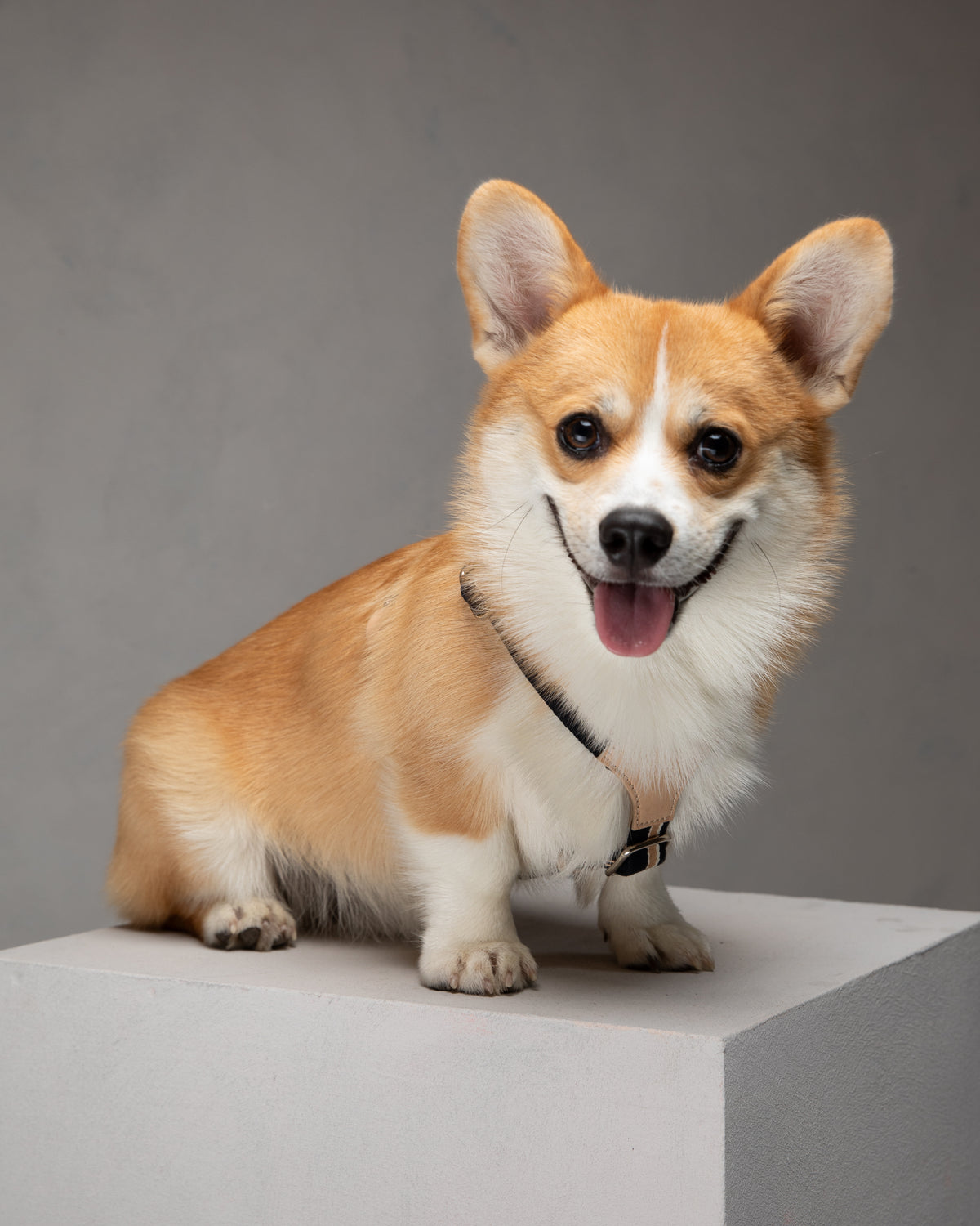 Franco – Y-Shaped Ribbon & Leather Dog Harness