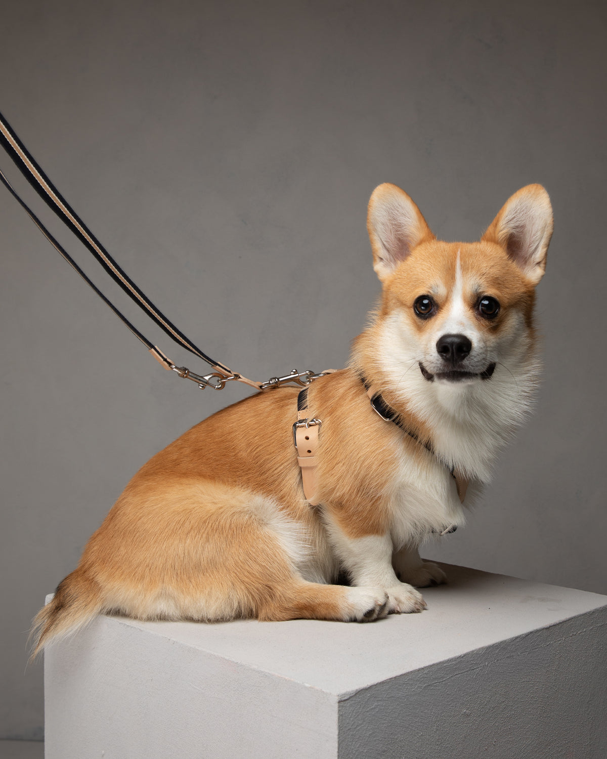 Franco – Y-Shaped Ribbon & Leather Dog Harness