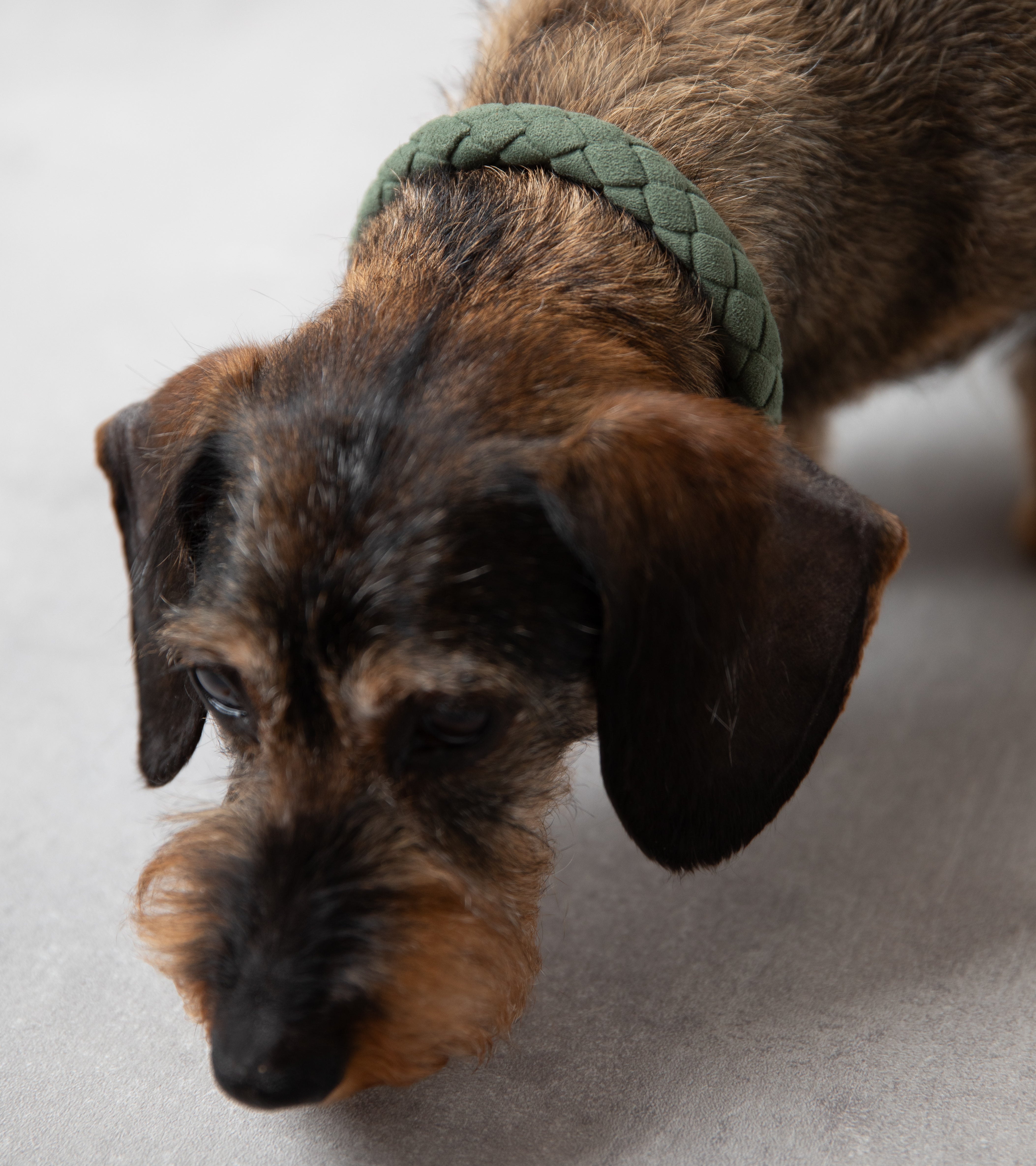 Ferdinando - Collare in Microfibra