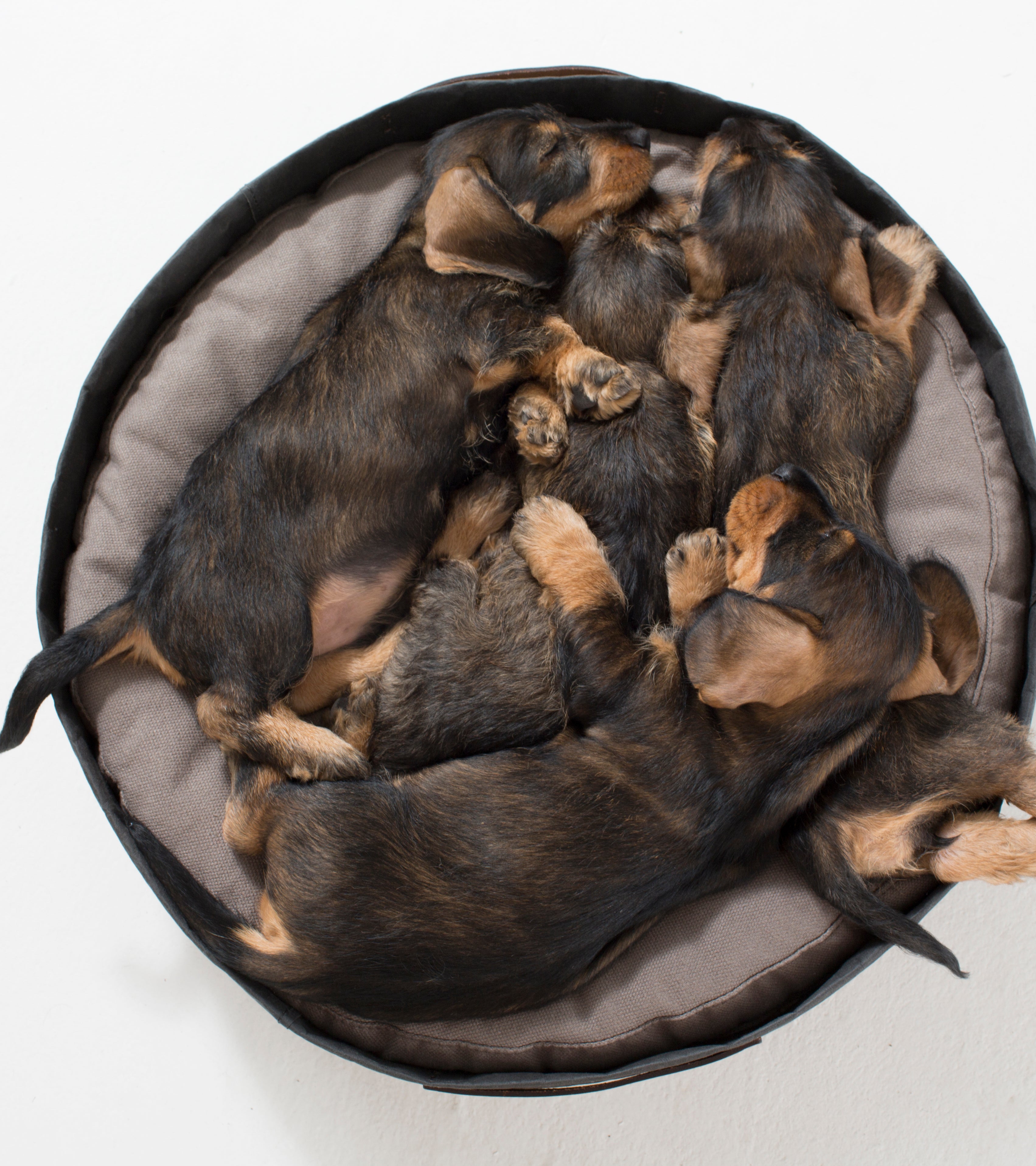 Irving – Cuscino in carta