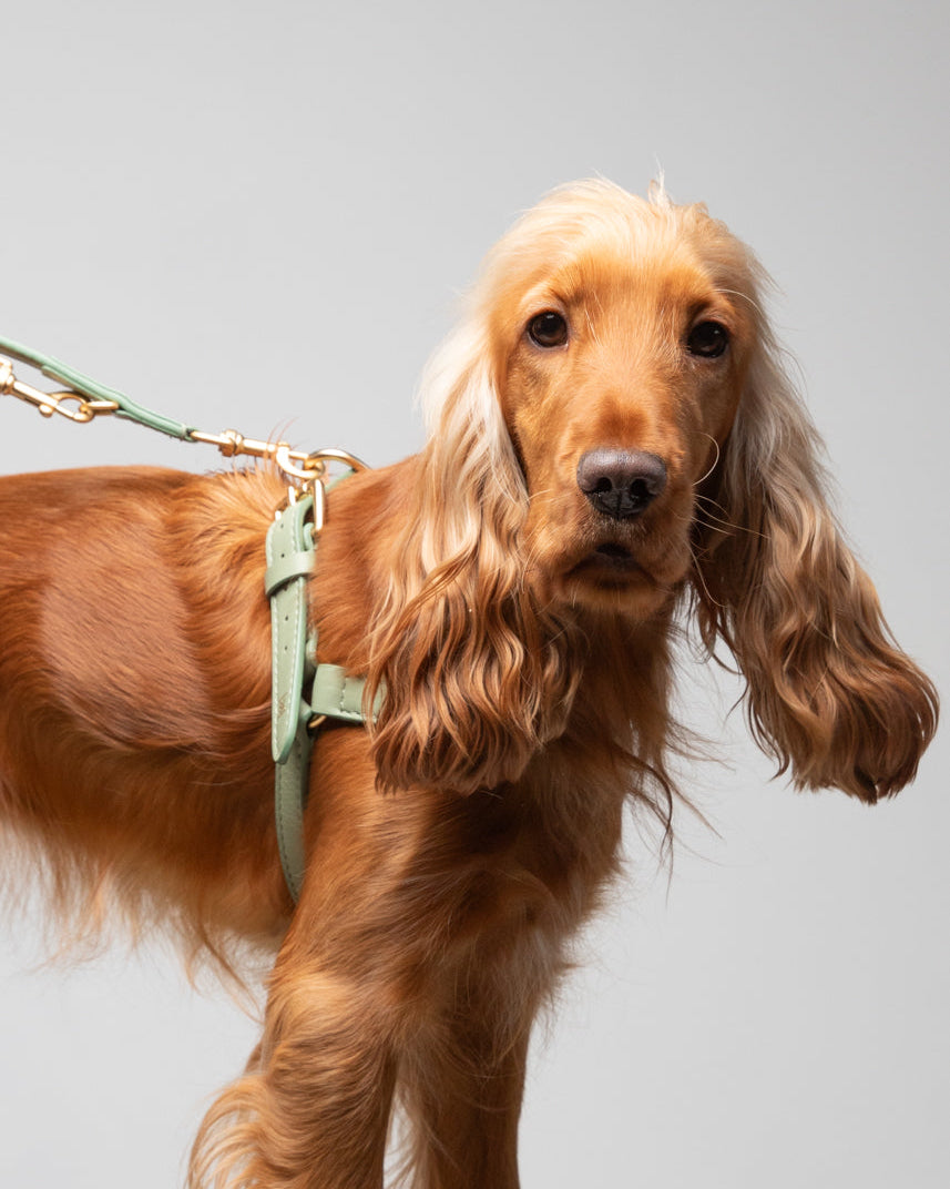 Mario – Pettorina per cane in pelle Step-In