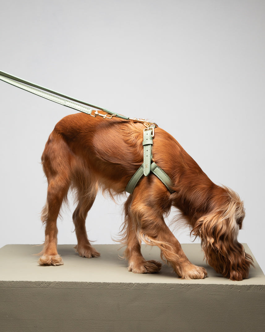 Mario – Step-In Hundegeschirr aus Leder