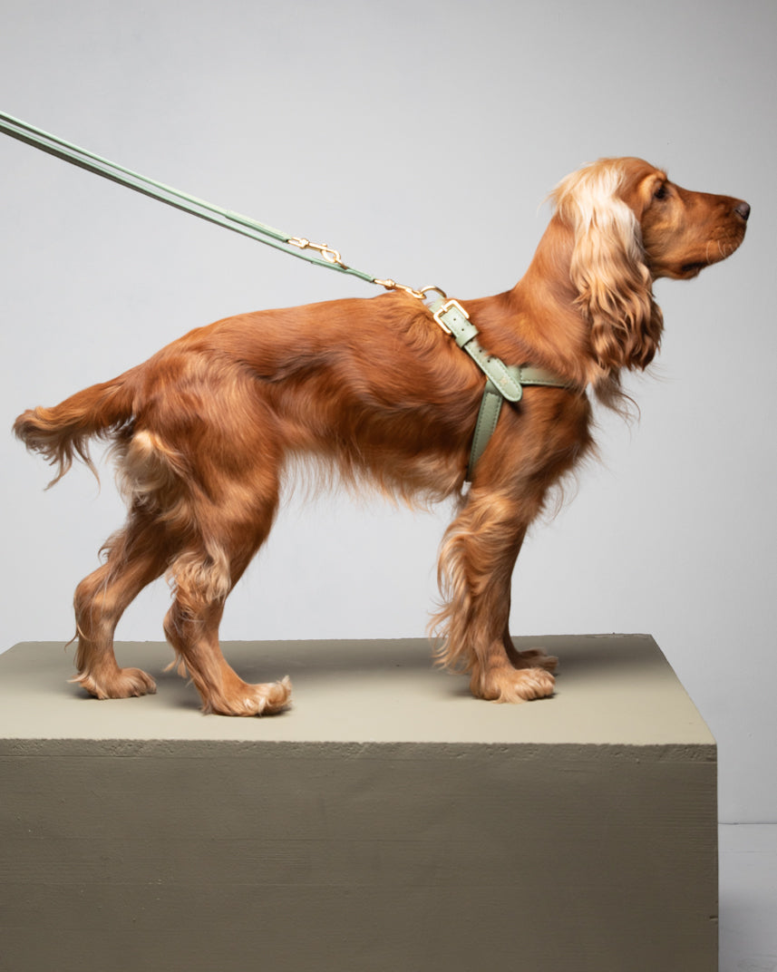 Mario – Pettorina per cane in pelle Step-In