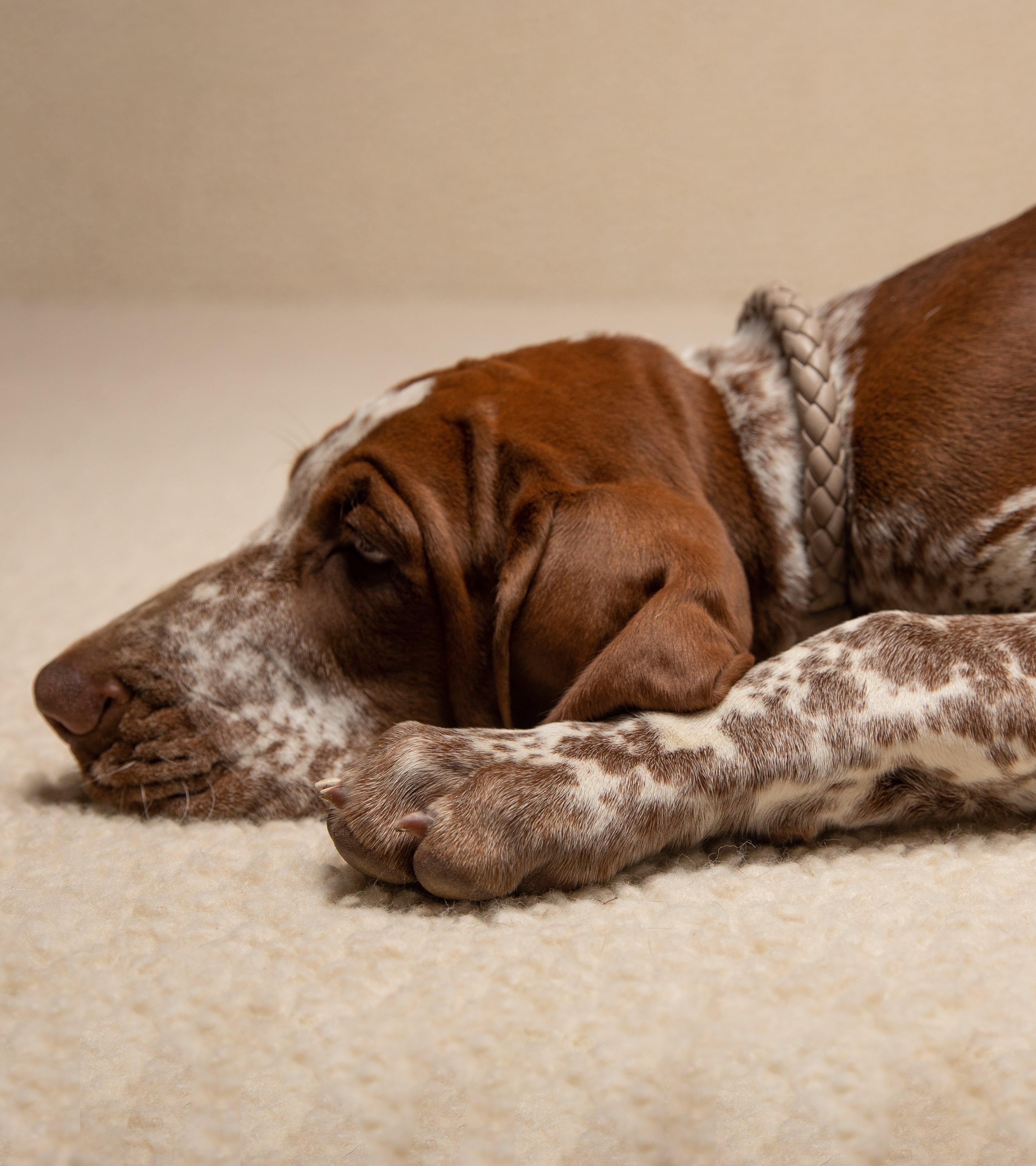 Ferdinando - Braided Leather Collar