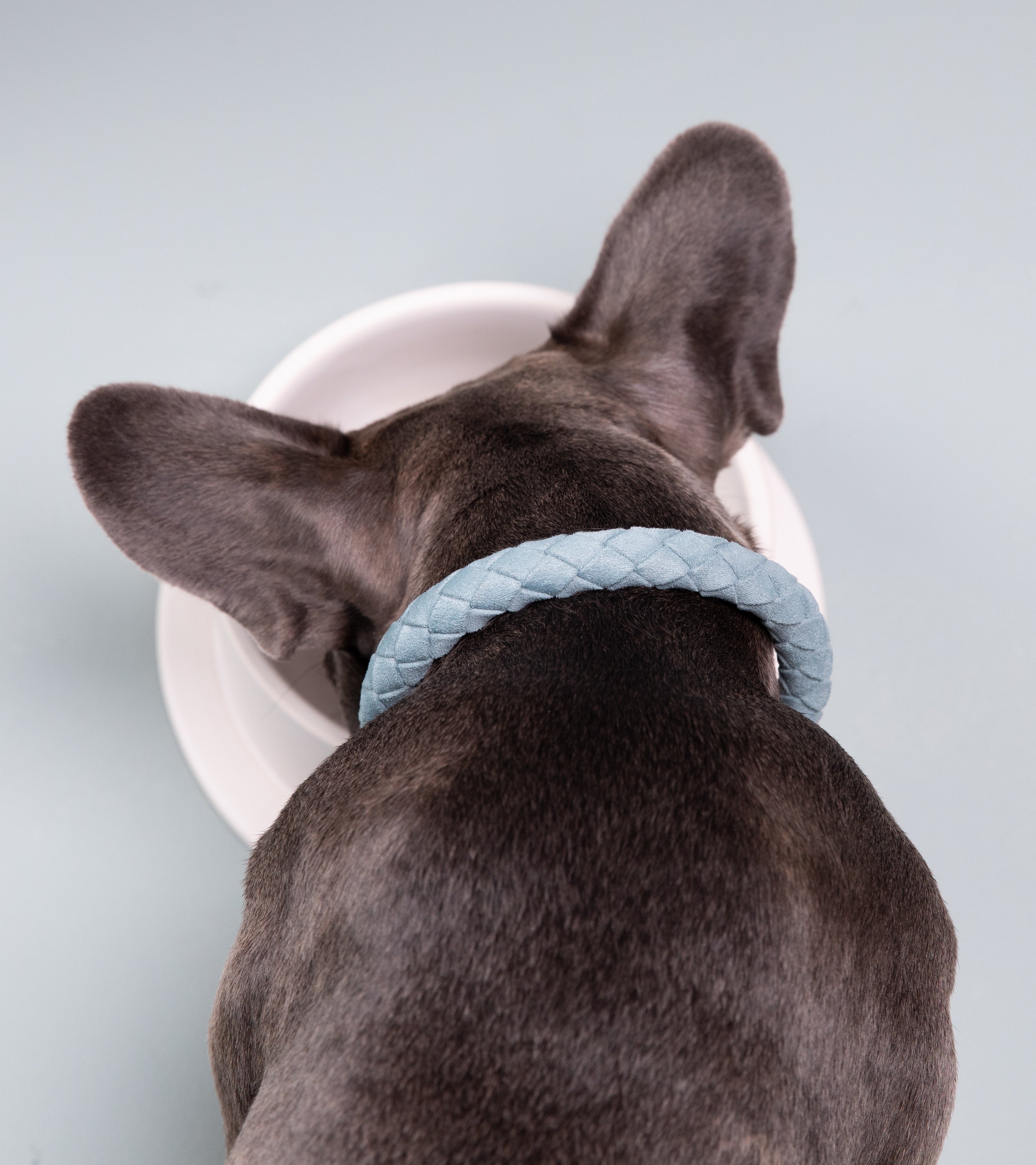 Ferdinando - Collar in Microfiber Pink&Blue