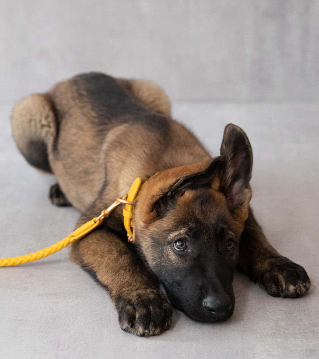 Ferdinando - Collare in pelle intrecciata