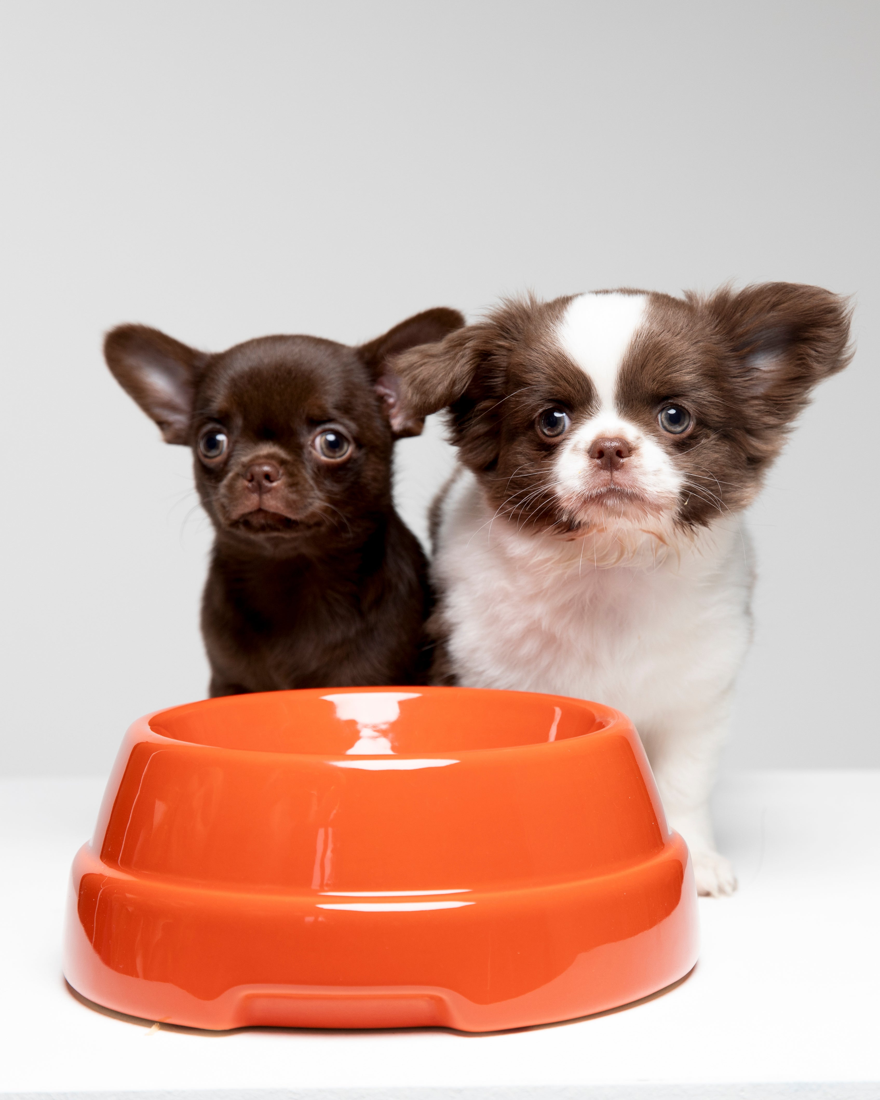 Sebastiao Ceramic Dog Bowl