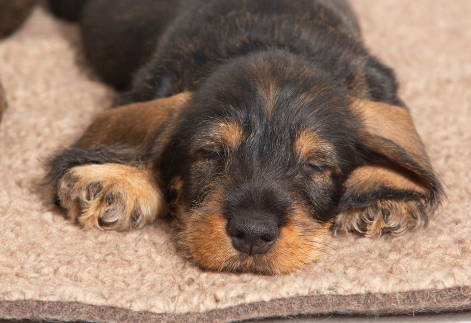 In Bed With Us… or in Their Own Dog Bed?