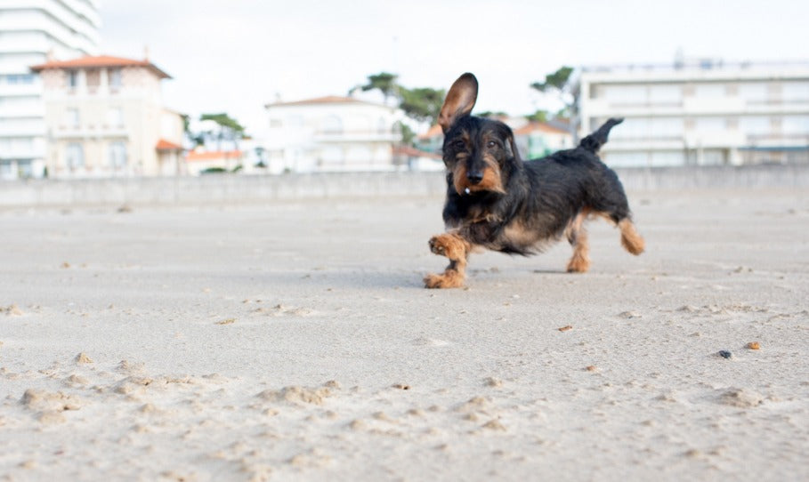 How to Care for Your Pup After a Rainy Day