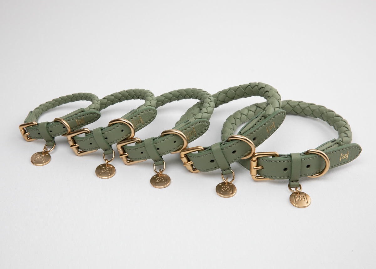 The Dog Collar Guide for Small Breeds