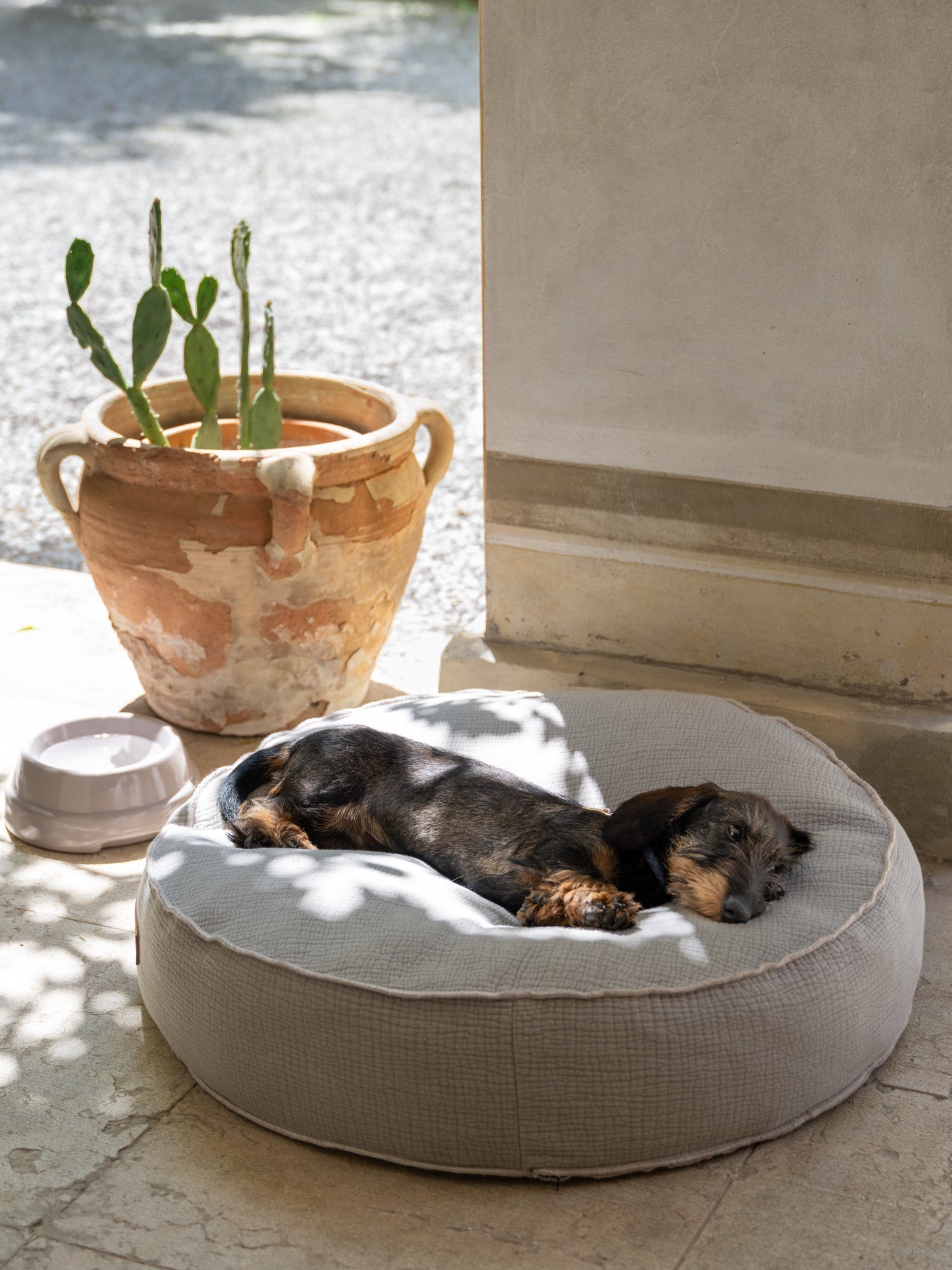 How to Choose a Dog Bed: Shape, Material, Size, and What to Look For