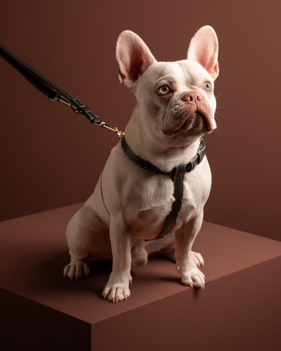 The French Bulldog: How to Walk a Dog That Was Not Designed for Walking