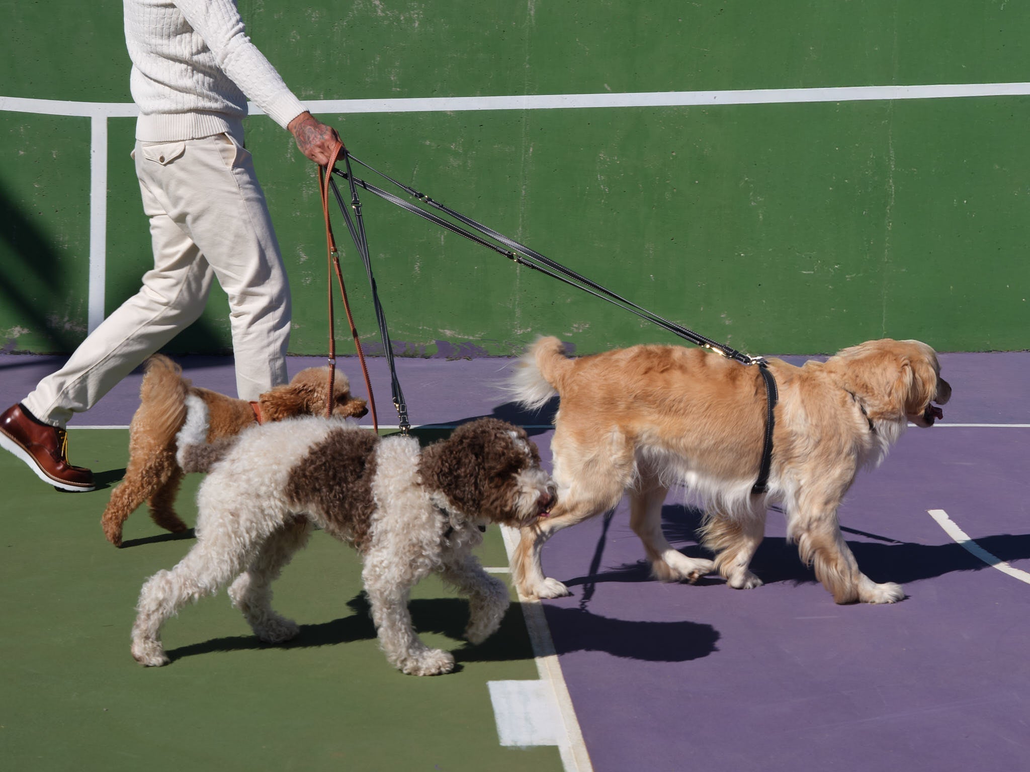 Dog Collar vs Harness: How to Choose