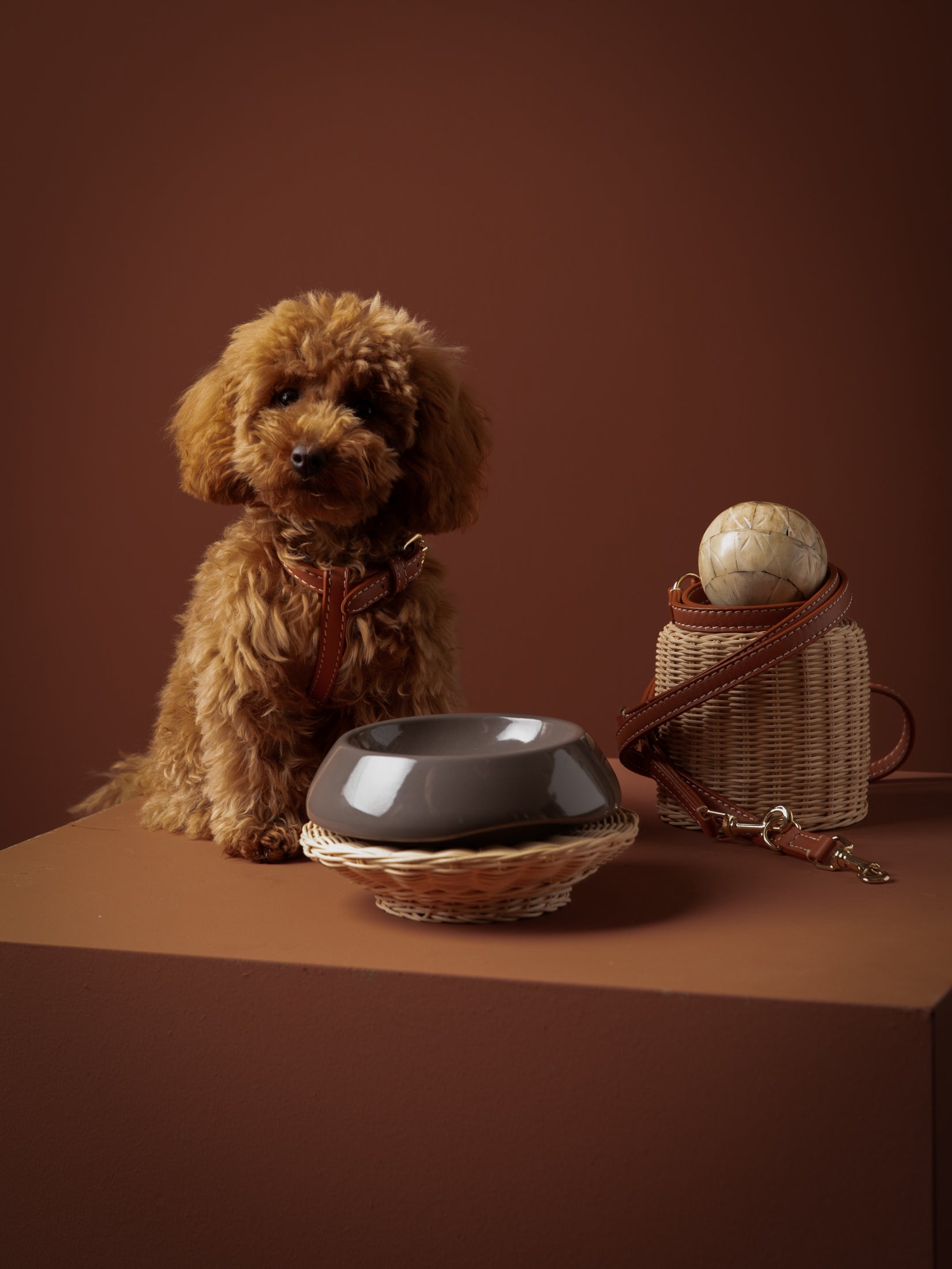 The Best Harness for Your Poodle: Sizing, Fit and Comfort