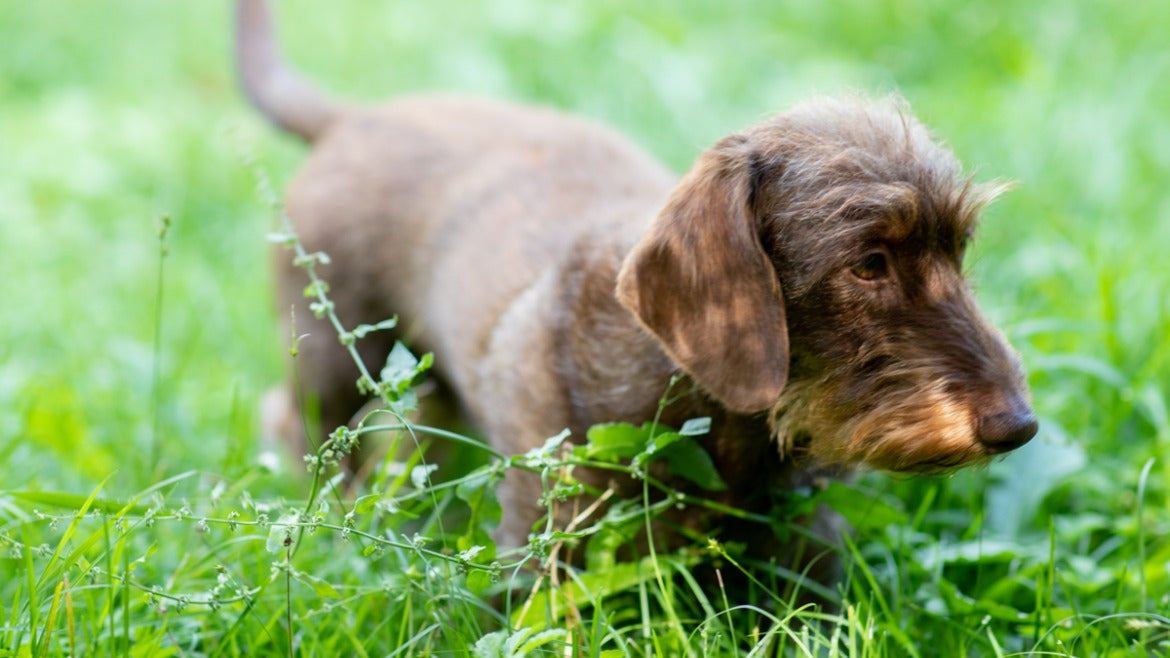 La nuova linea greenie: accessori animal-free per i vostri cani