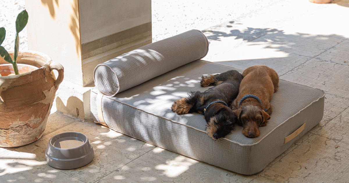 What Your Dog Sleeps On Matters: A Guide to Natural Dog Bed Materials